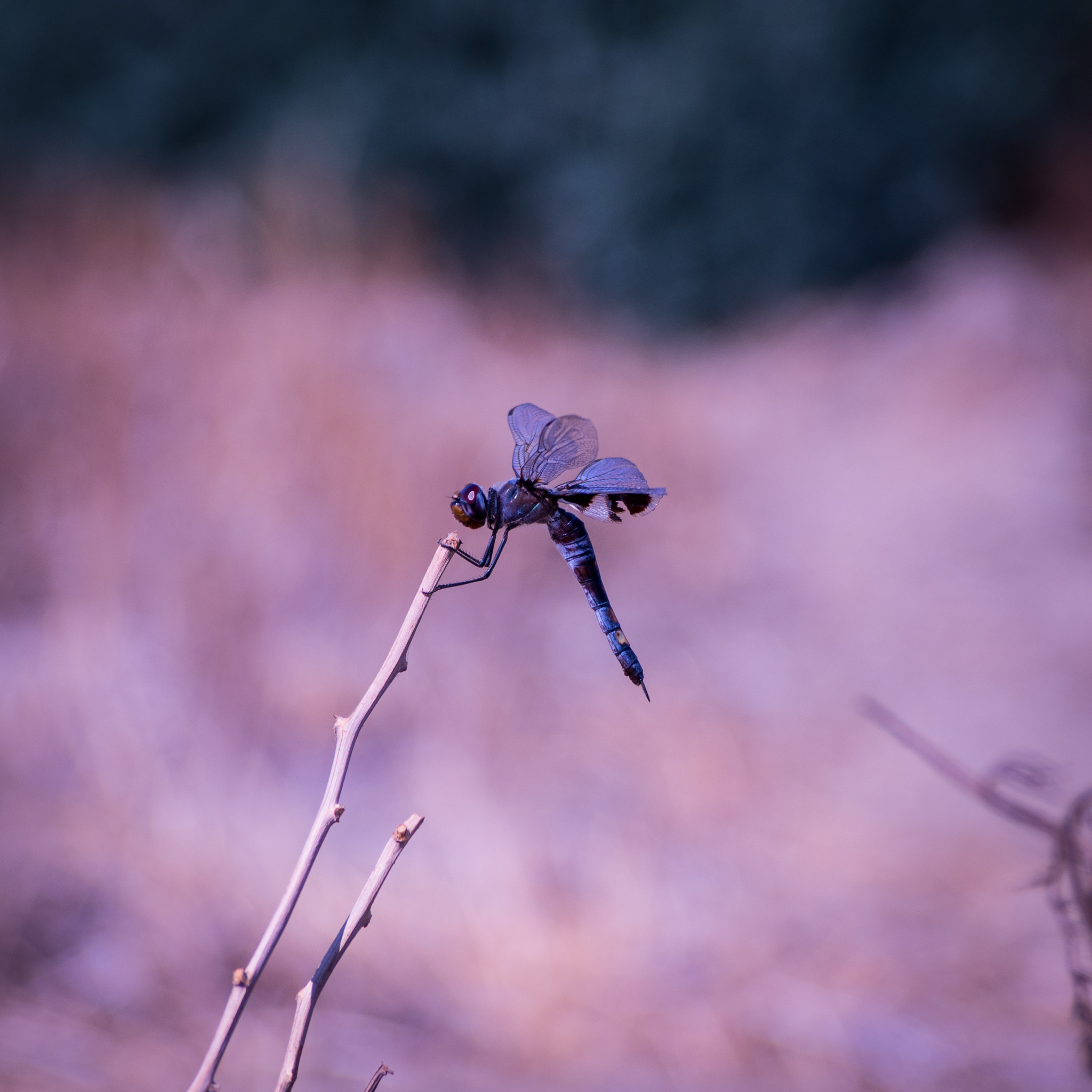 Hanging On