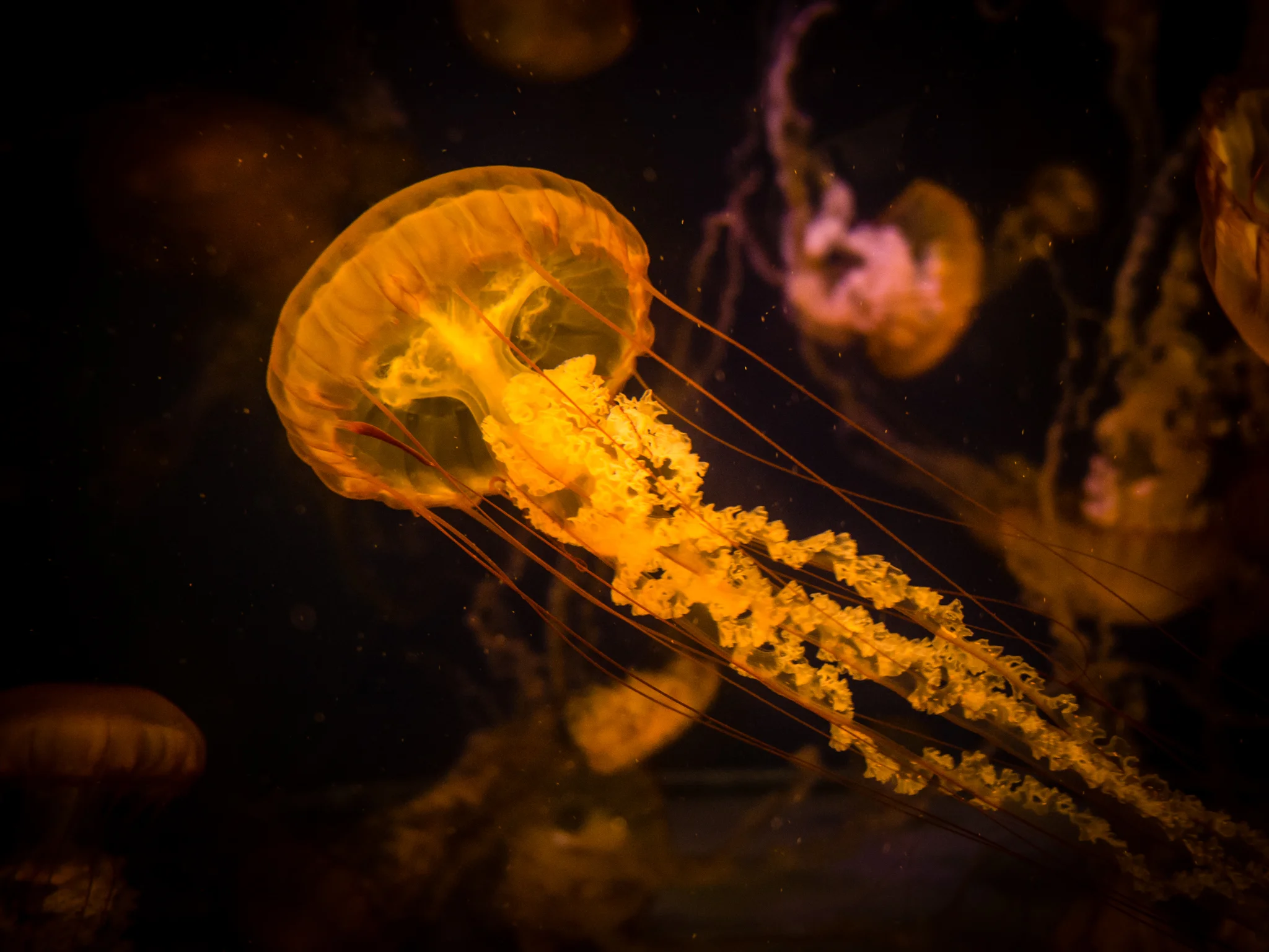 Jellyfish