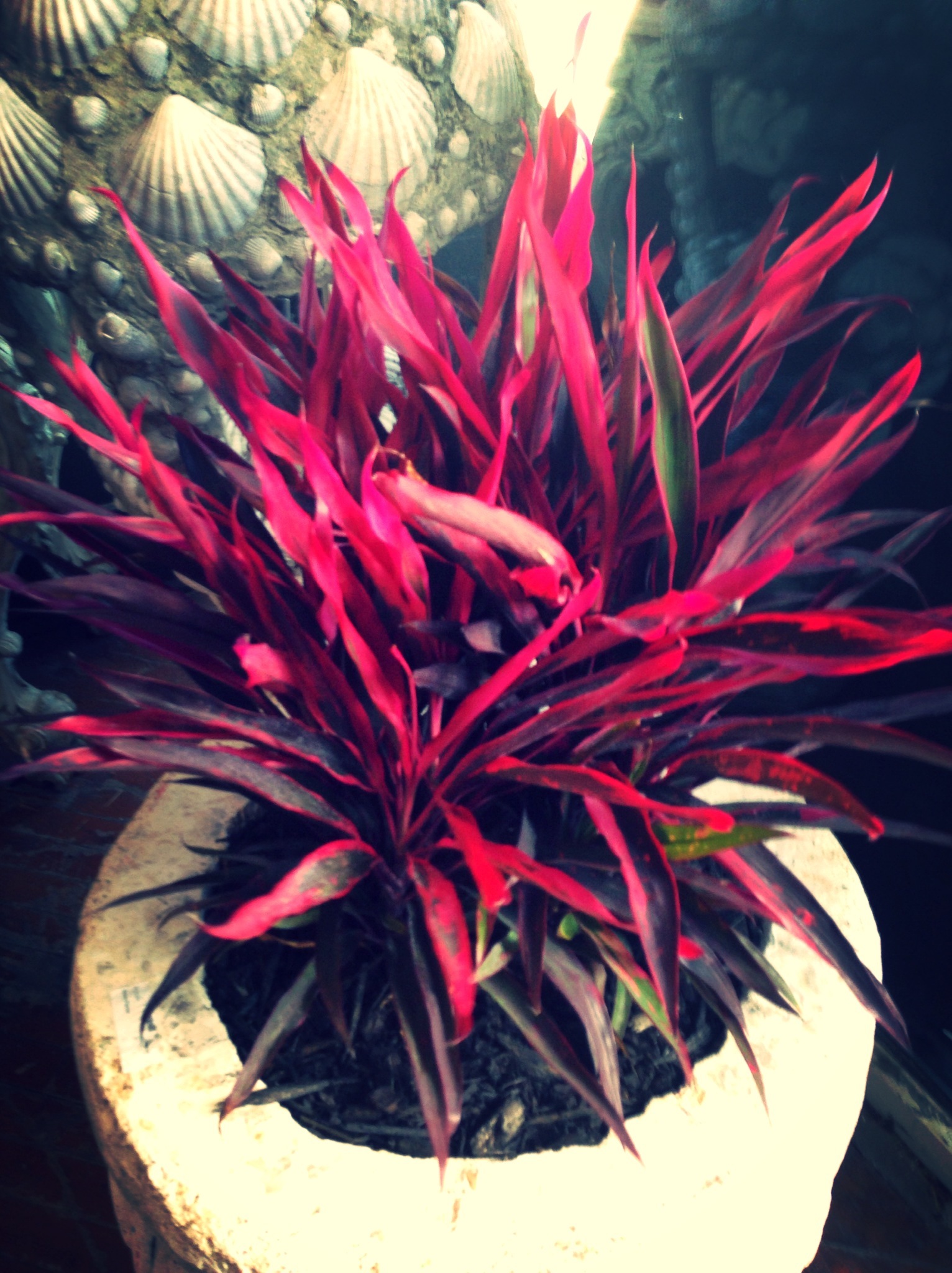 i loved this dracaena in a textured pot, great burst of color