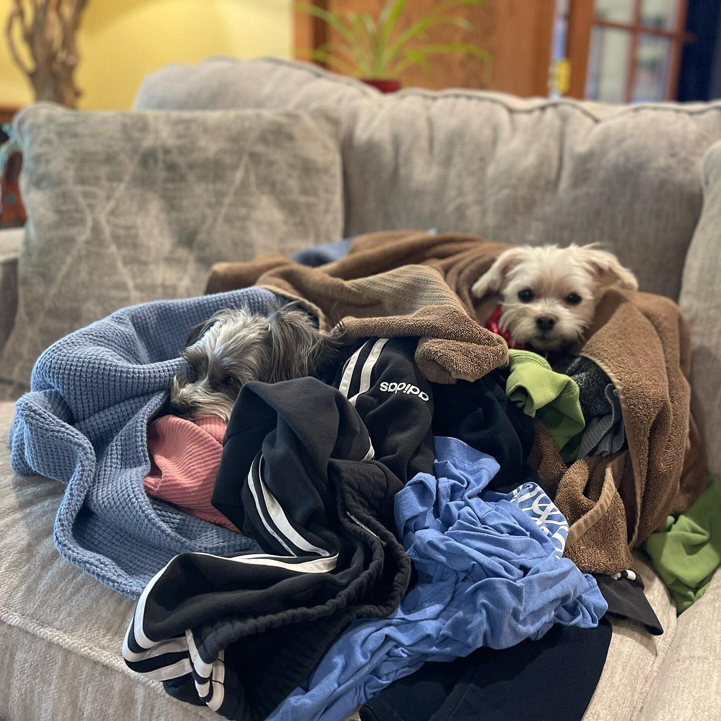 Spot the puppies. Sunday is a rest day. And a laundry day. But mostly a rest day. #dogsofinstagram