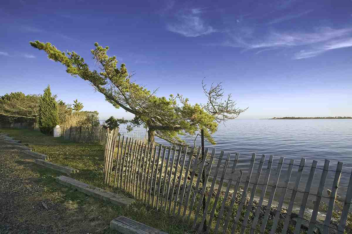 Sea Pine & Fence, Barnegat Bay