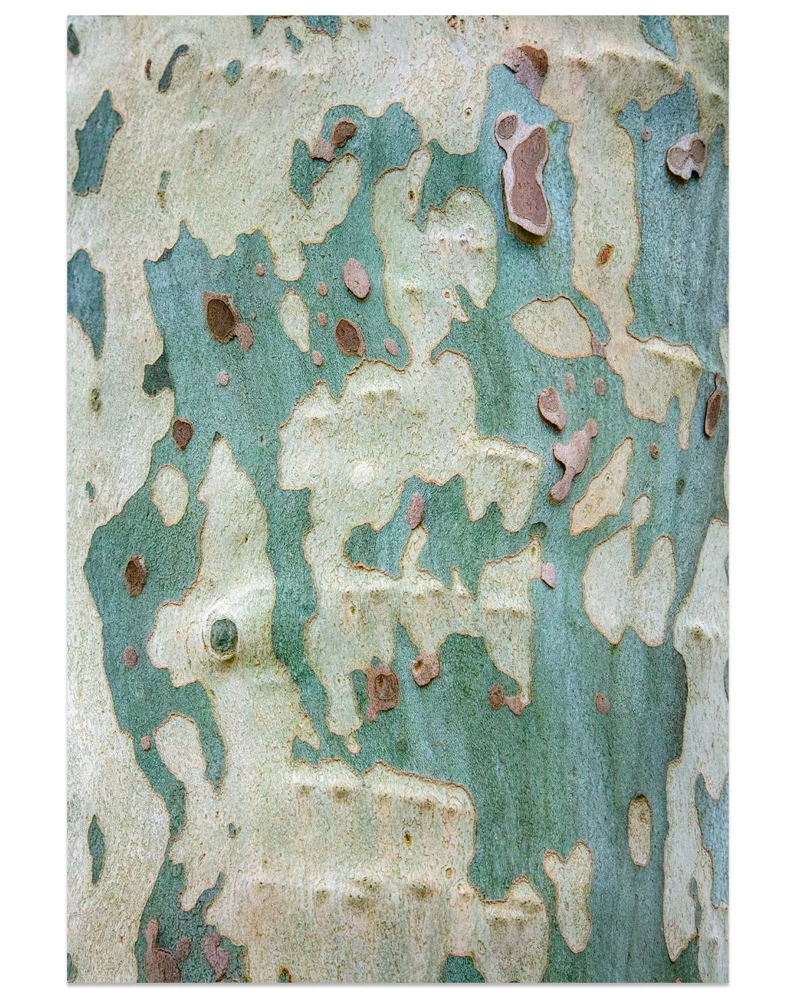 Sycamore02.jpg