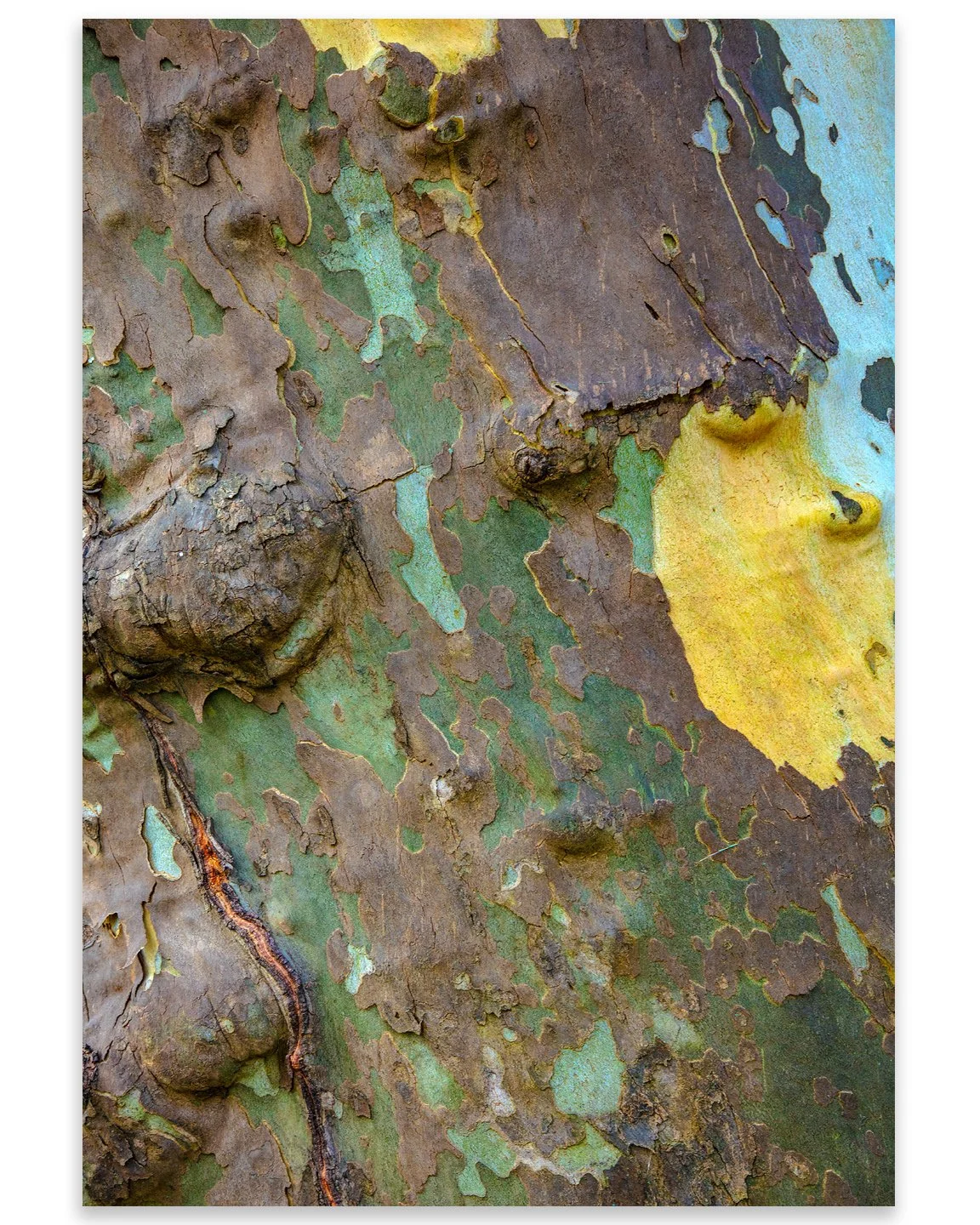 Sycamore10.jpg