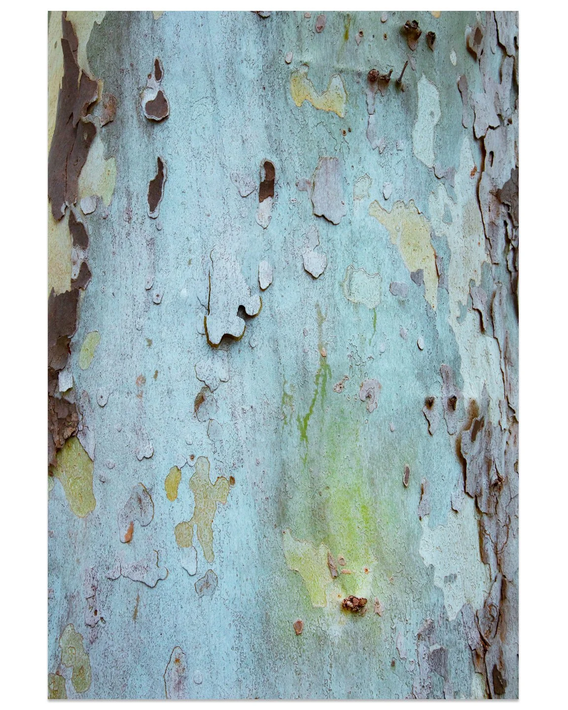 Sycamore01.jpg