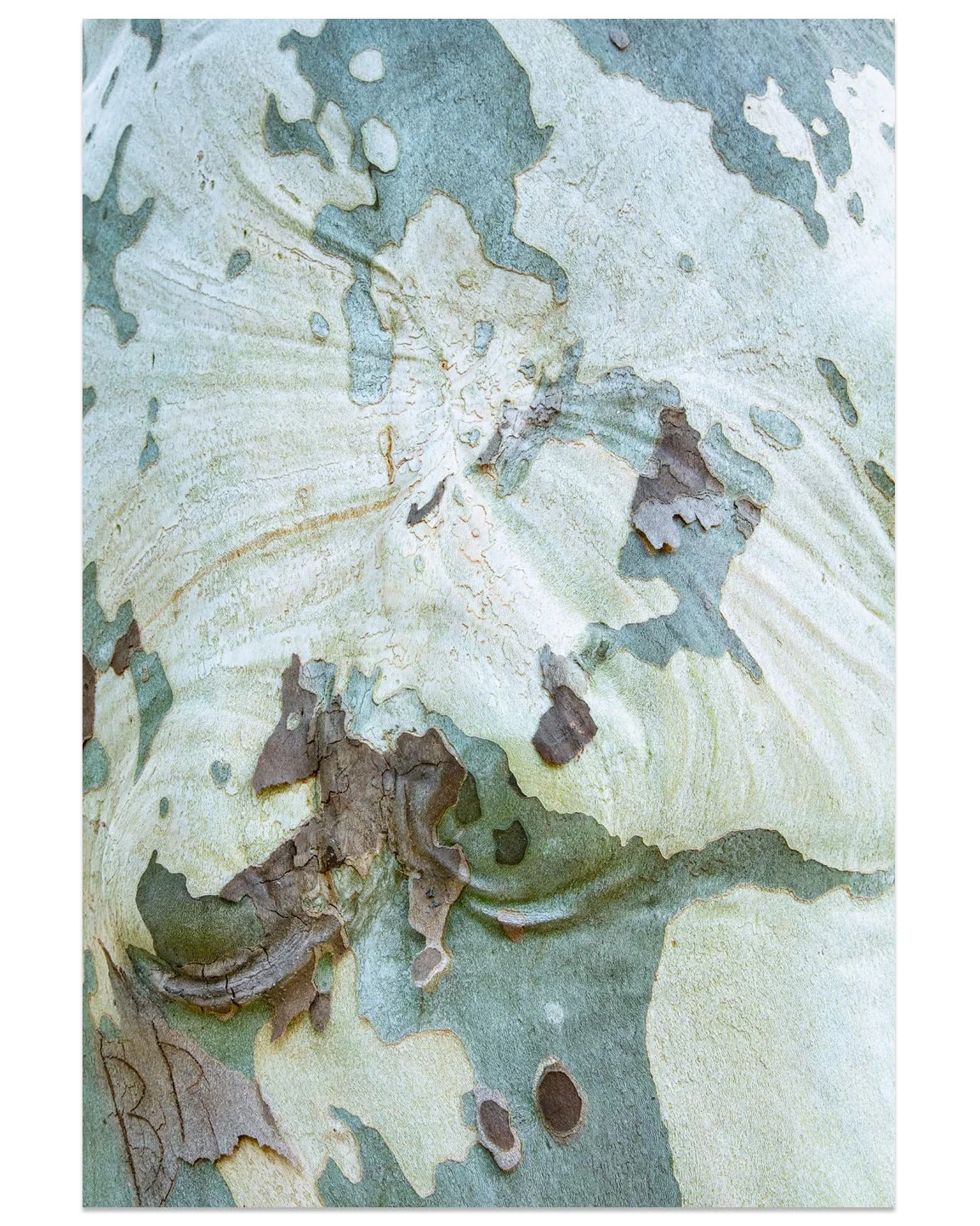 Sycamore05.jpg