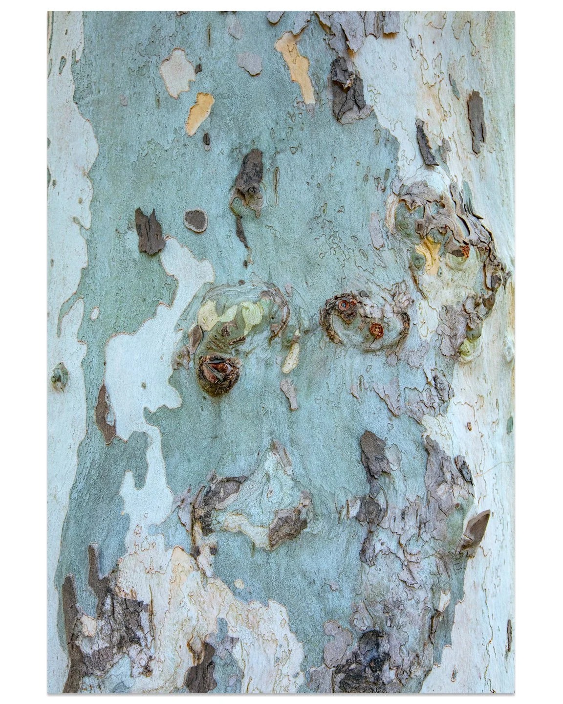 Sycamore09.jpg