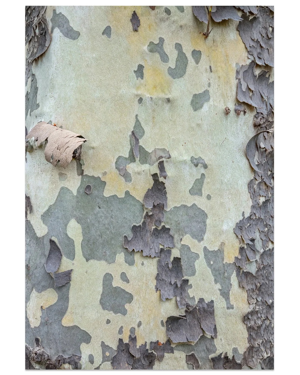 Sycamore03.jpg