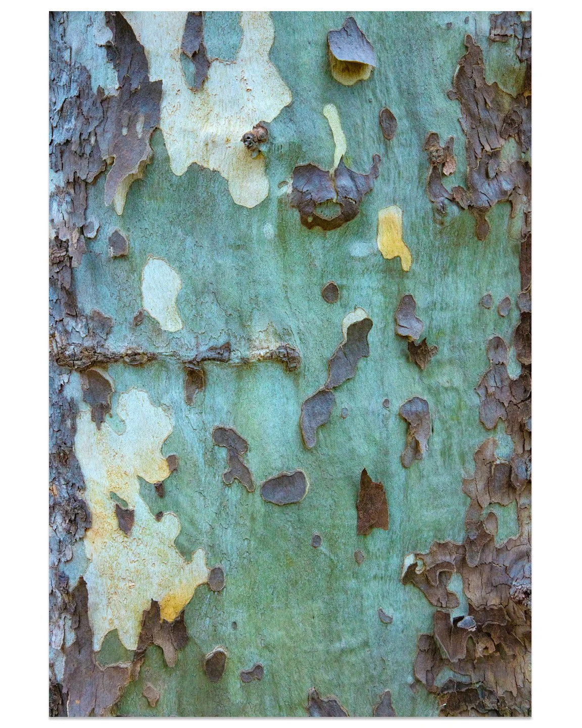 Sycamore04.jpg