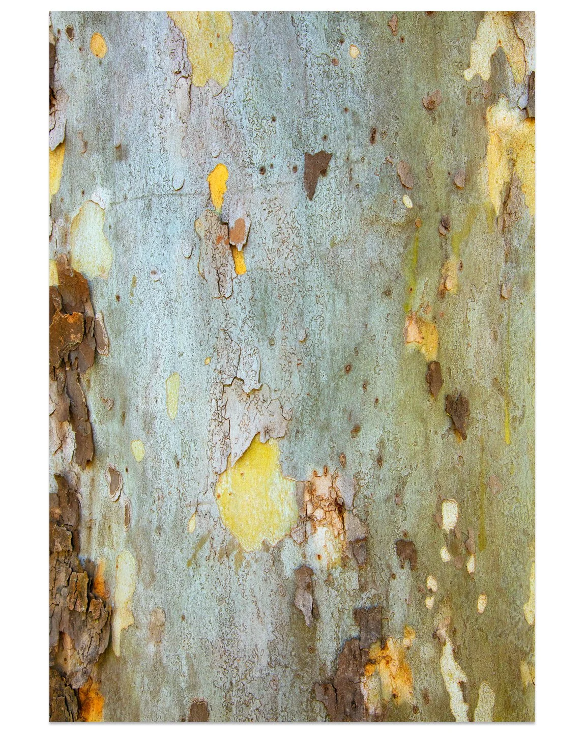 Sycamore06.jpg