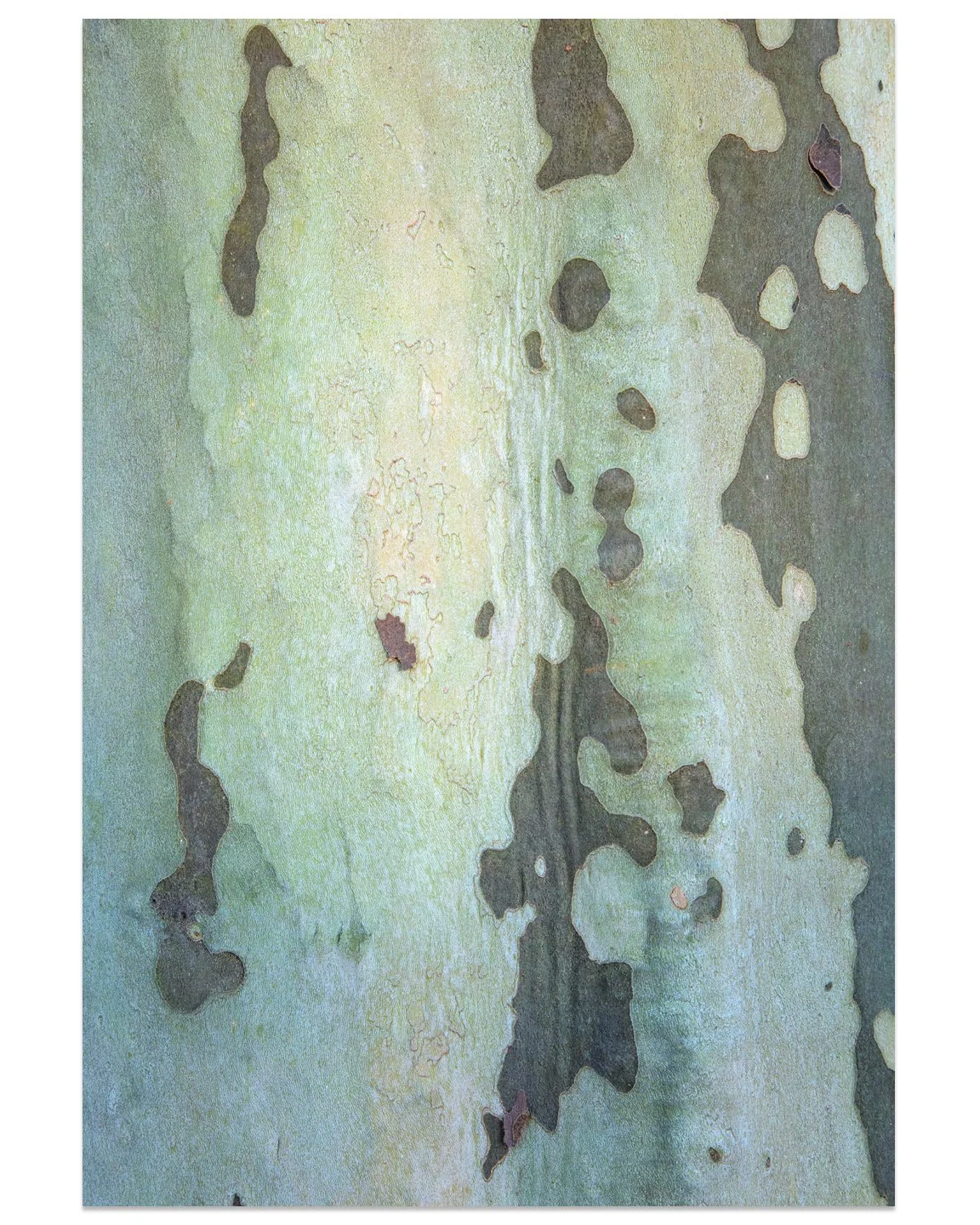 Sycamore07.jpg