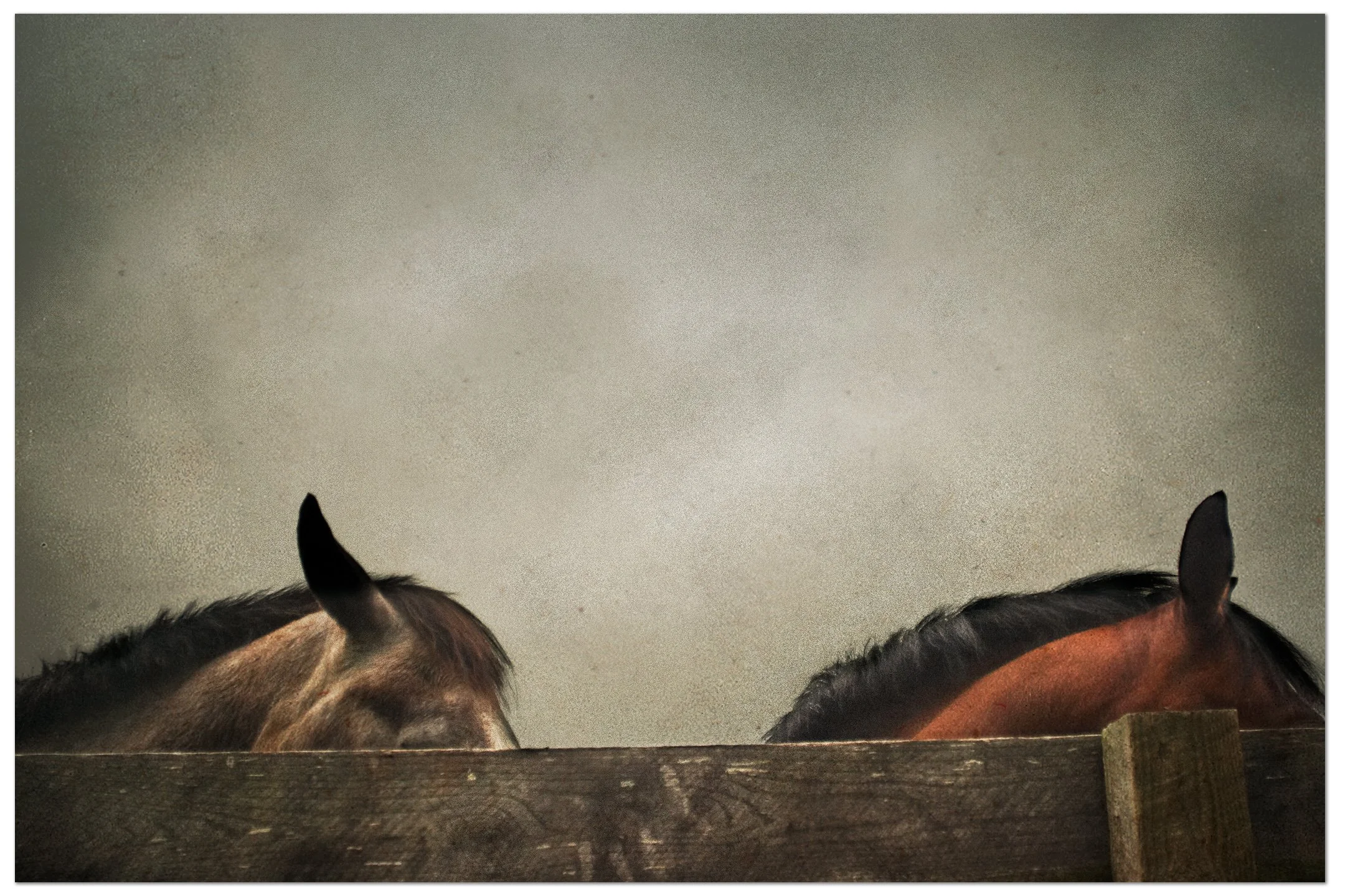 Horses.jpg