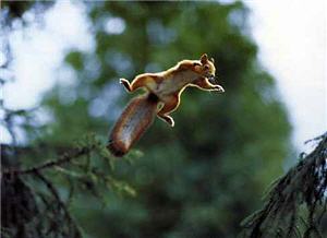 squirrel_leaping.jpg