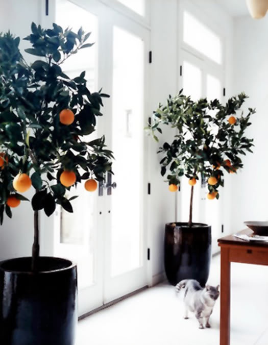 When The Greenery Goes A 'Lil Crazy (...& That's A GOOD Thing ;-) ➤ http://CARLAASTON.com/designed/swap-holiday-decor-for-indoor-plants #indoor #plant