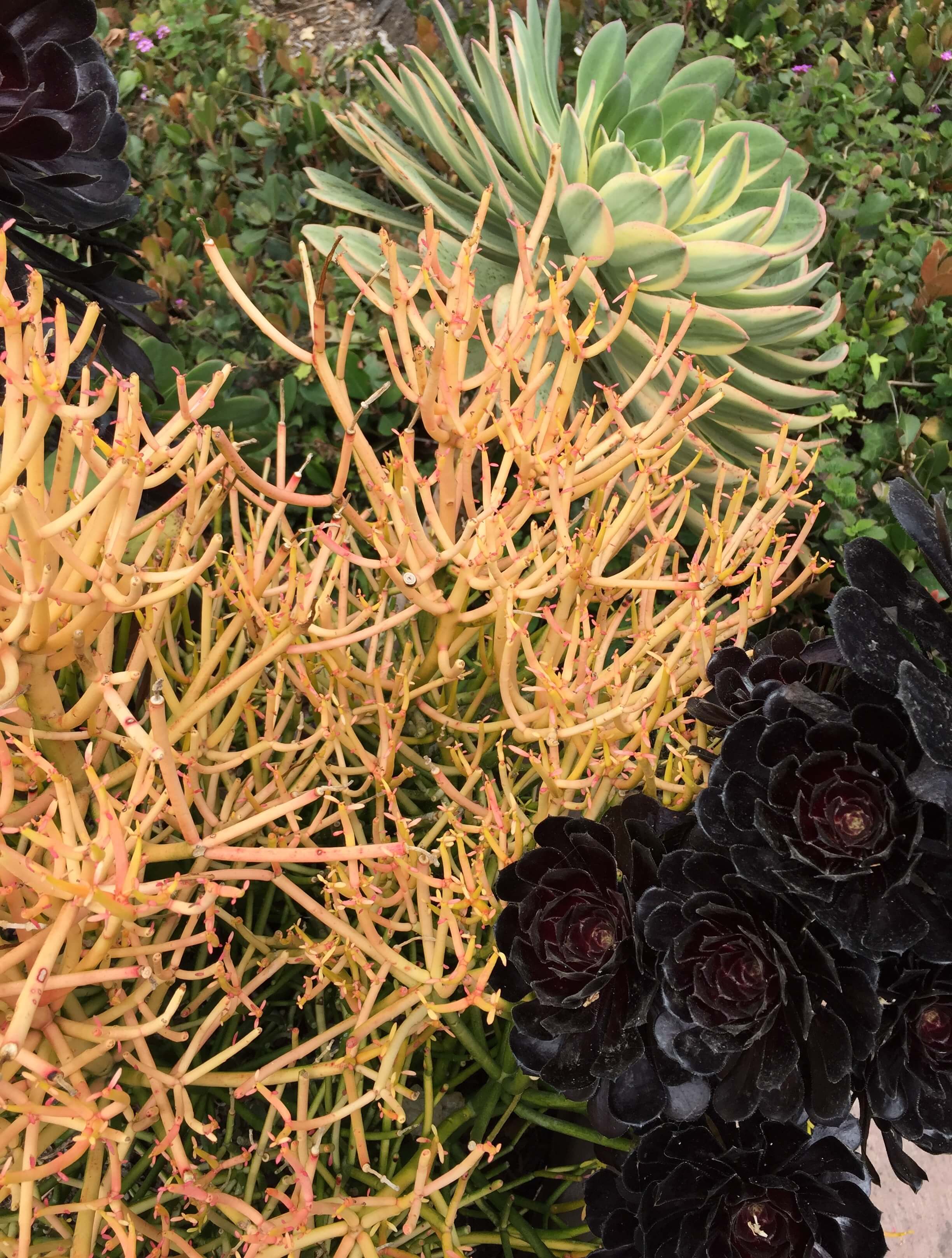 Succulents are the new fig tree in interior design