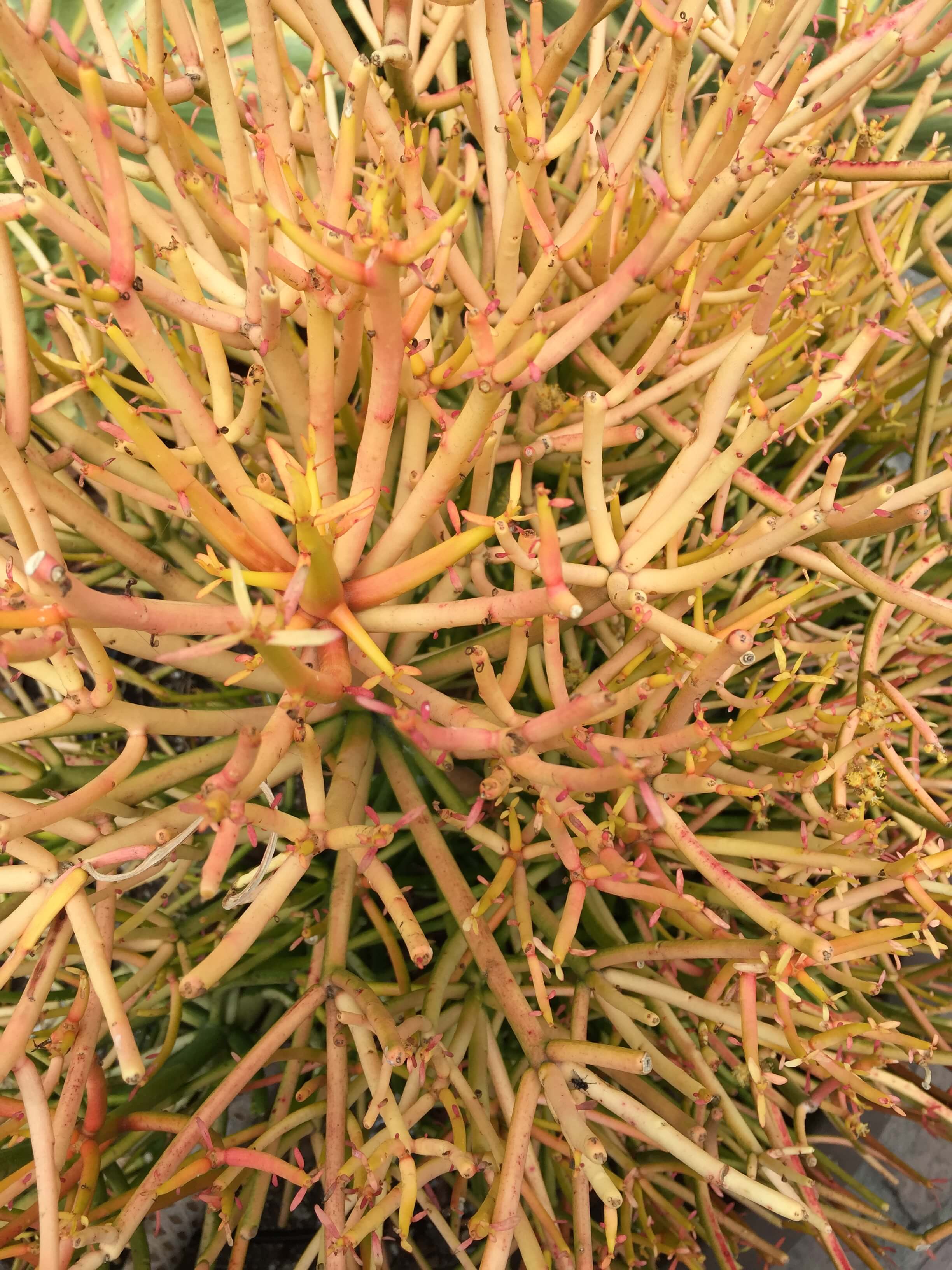 Golden succulents - the new "fig tree" in design