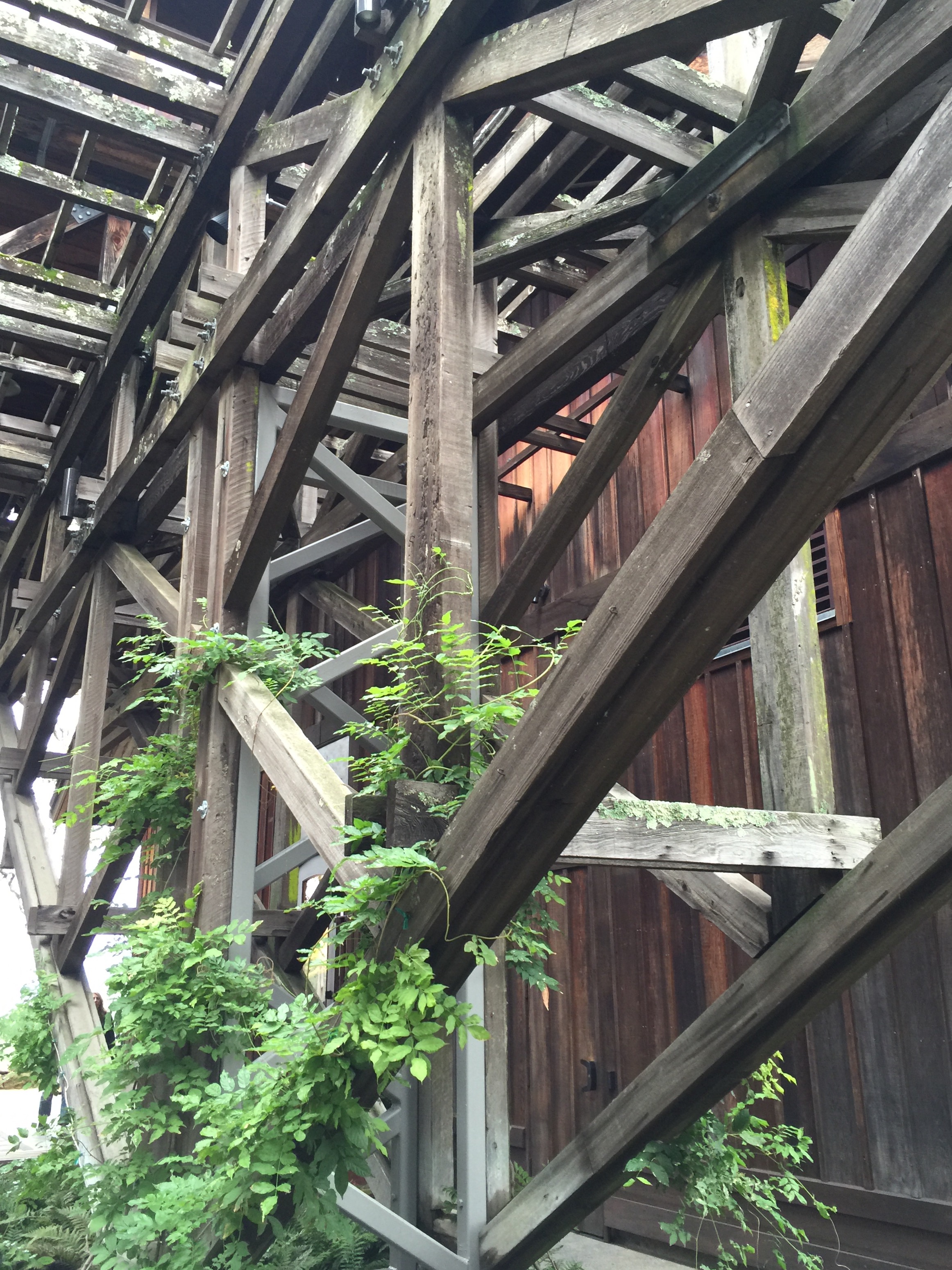 Trellis detail at Joseph Phelps Vineyards Winery in Napa Valley