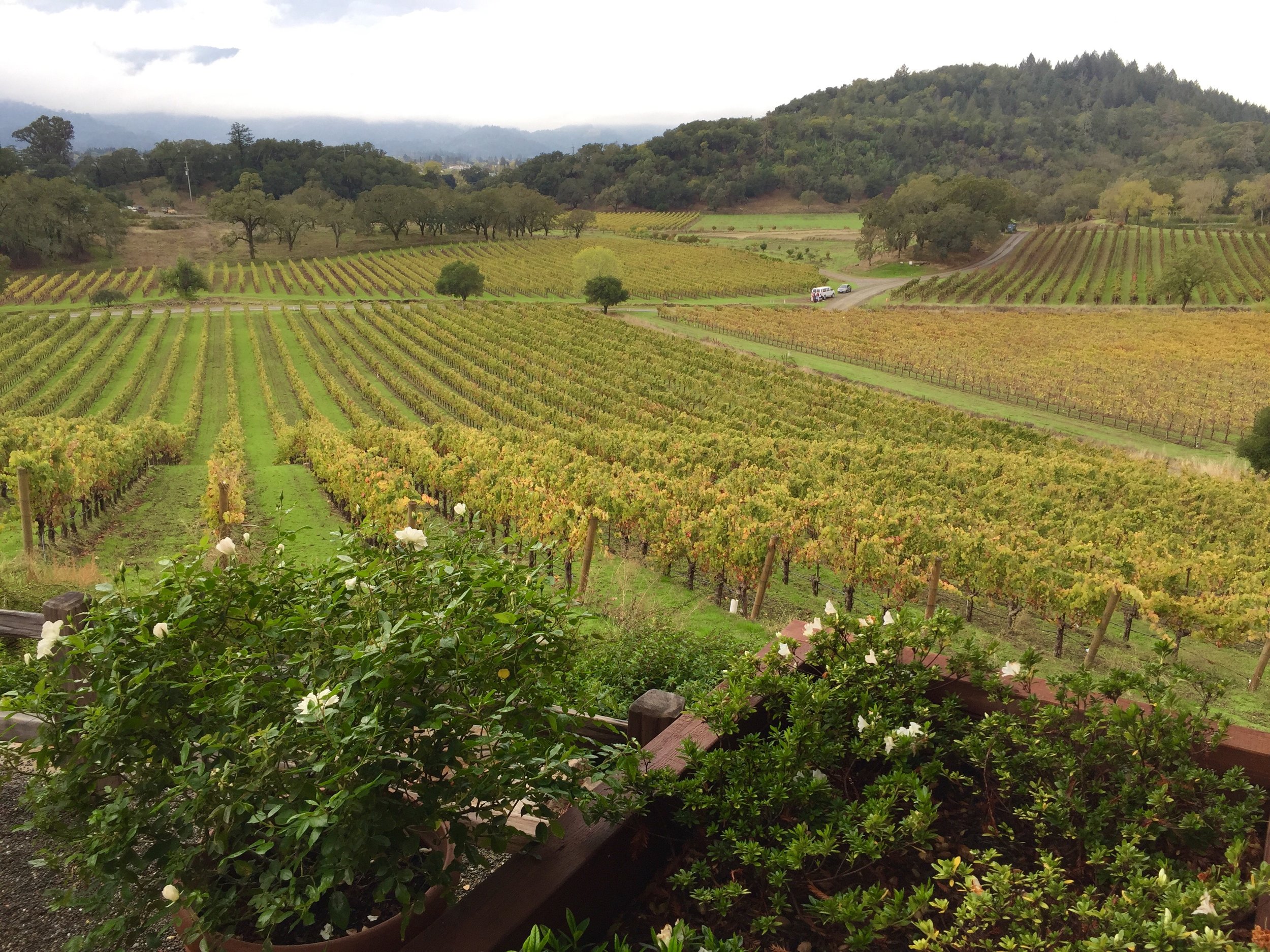 Spectacular views at Joseph Phelps Winery
