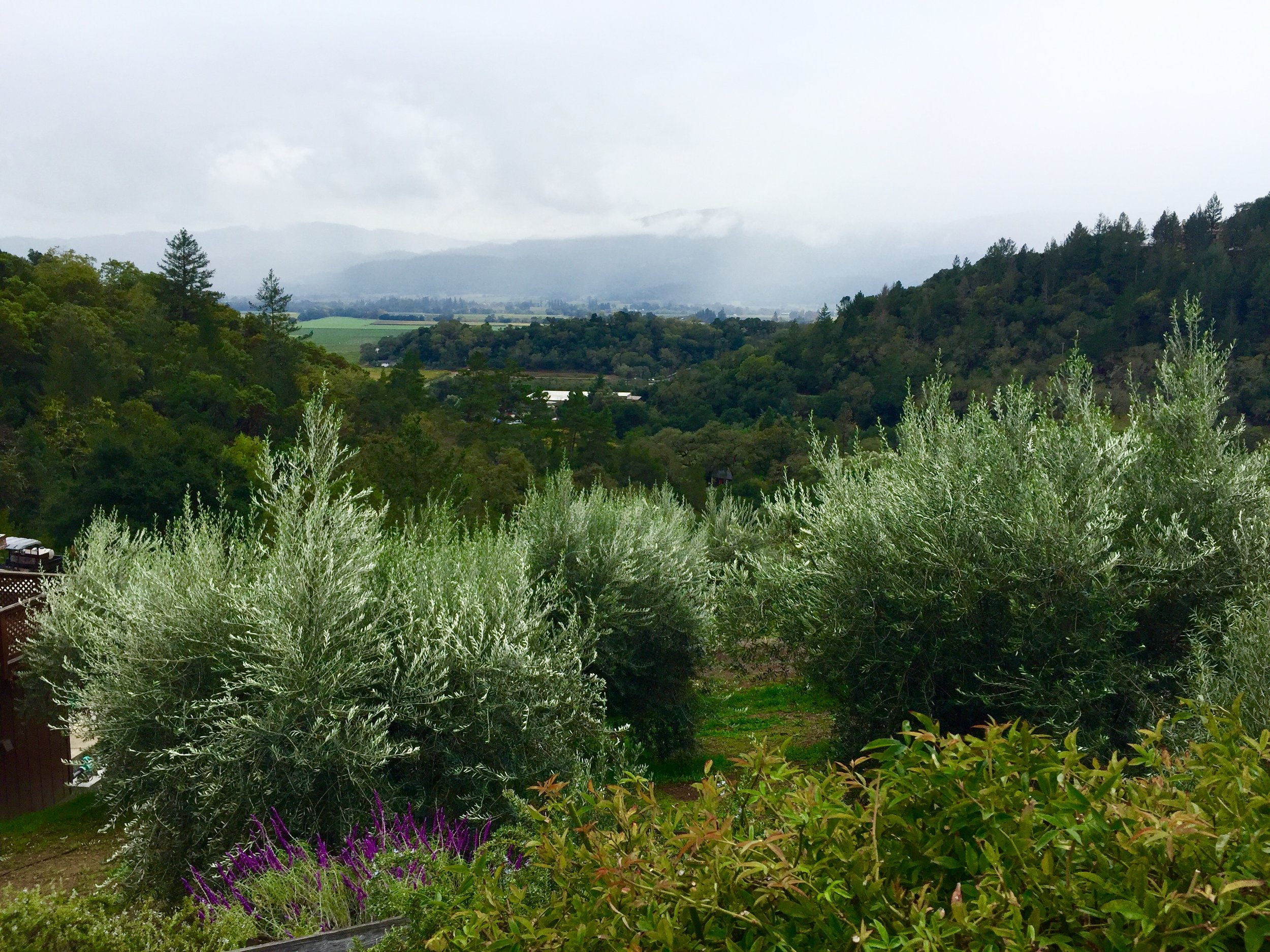 Olive trees and grapevines share the soil at many of the wineries, including Rutherford Hill.