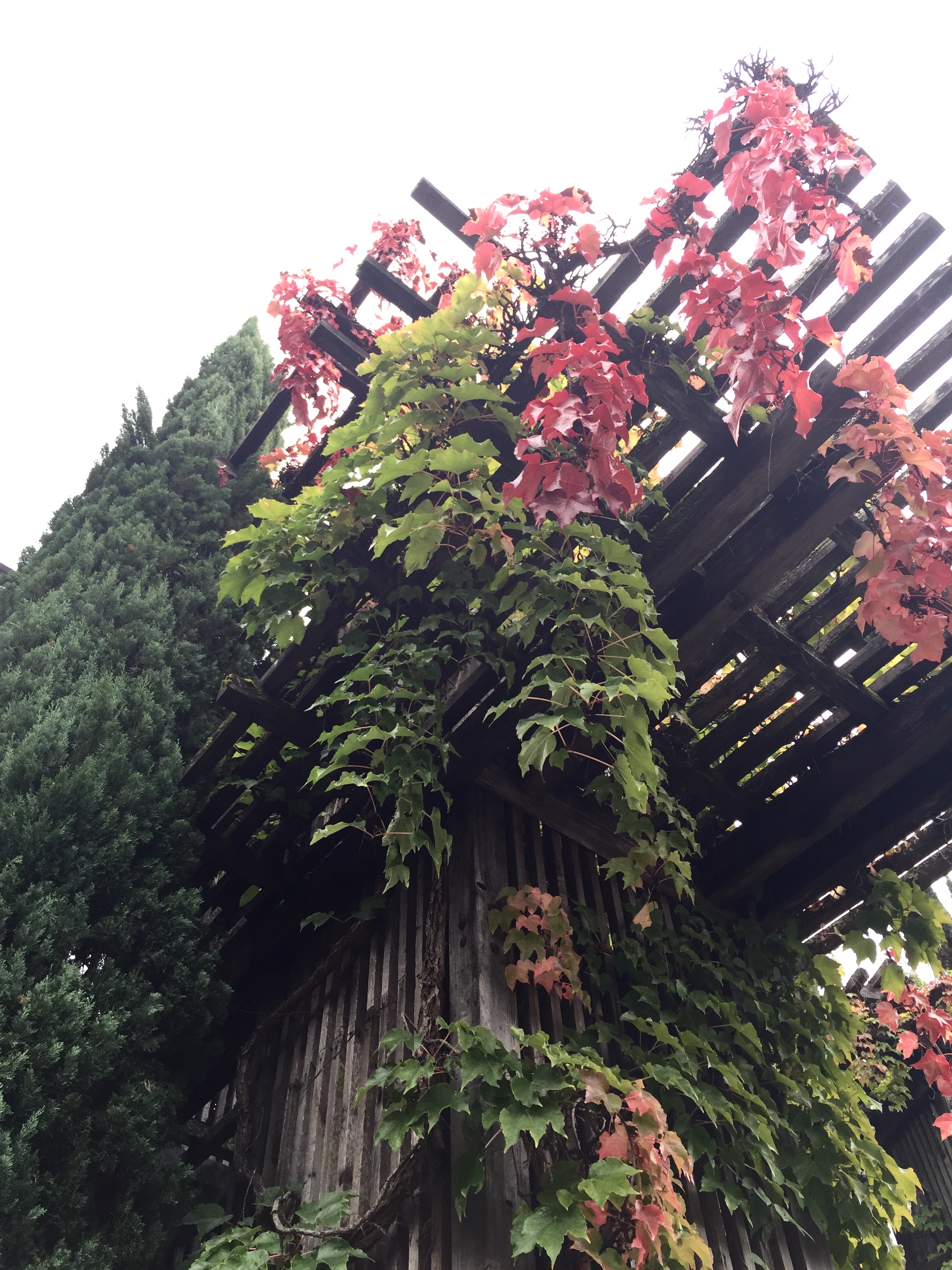 Vines at the cave entrance at Rutherford Hill Winery - I just loved seeing the fall color.