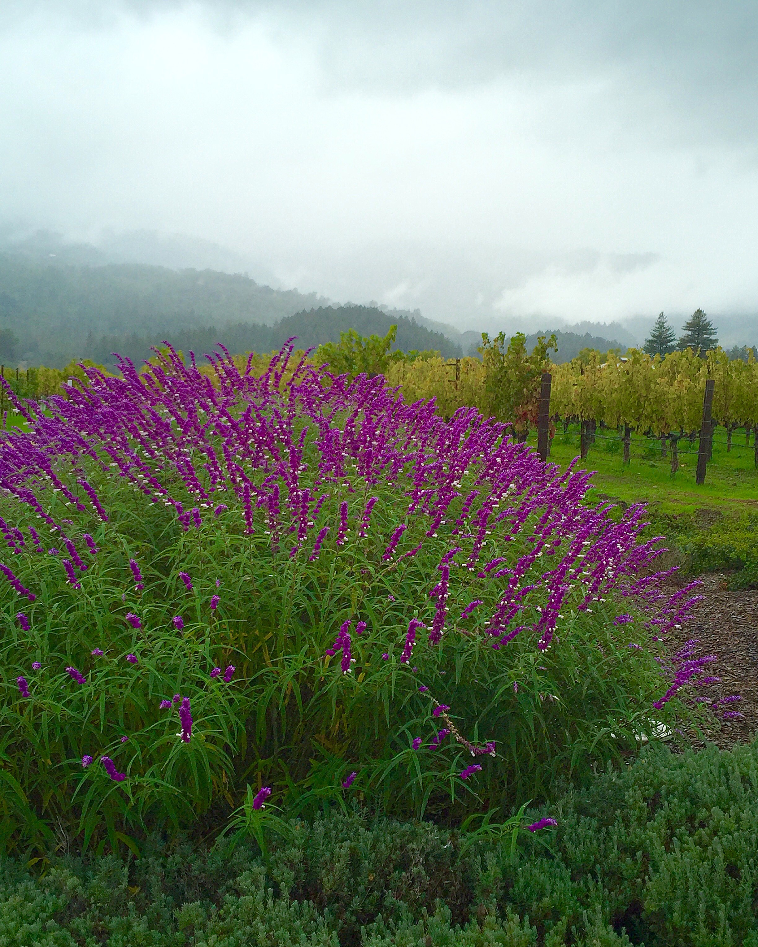 Beautiful views at Hall Wines, Napa Valley