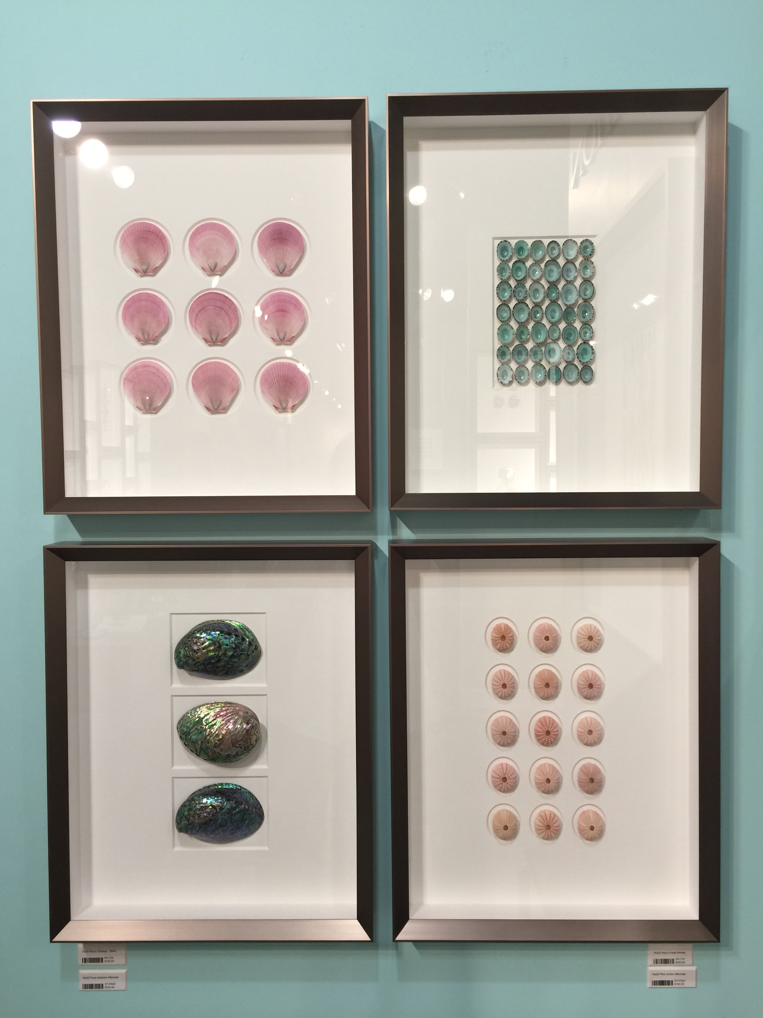 Shells mounted as art by Pheromone