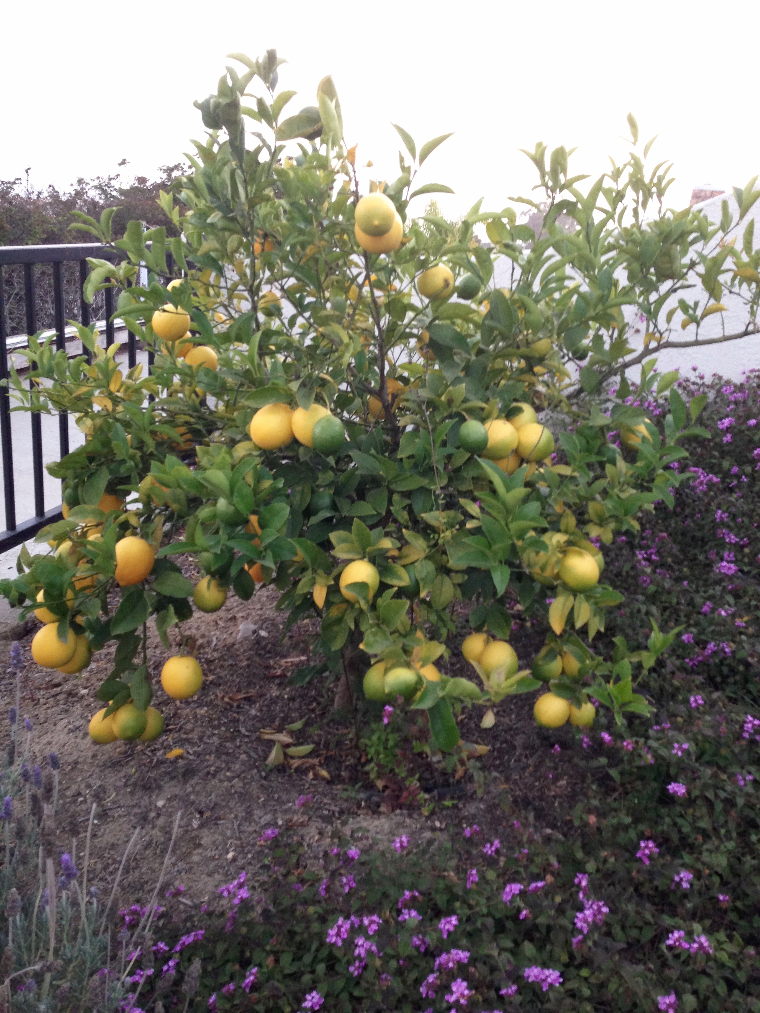 Image #12 - Ventura house - Lemon tree.JPG