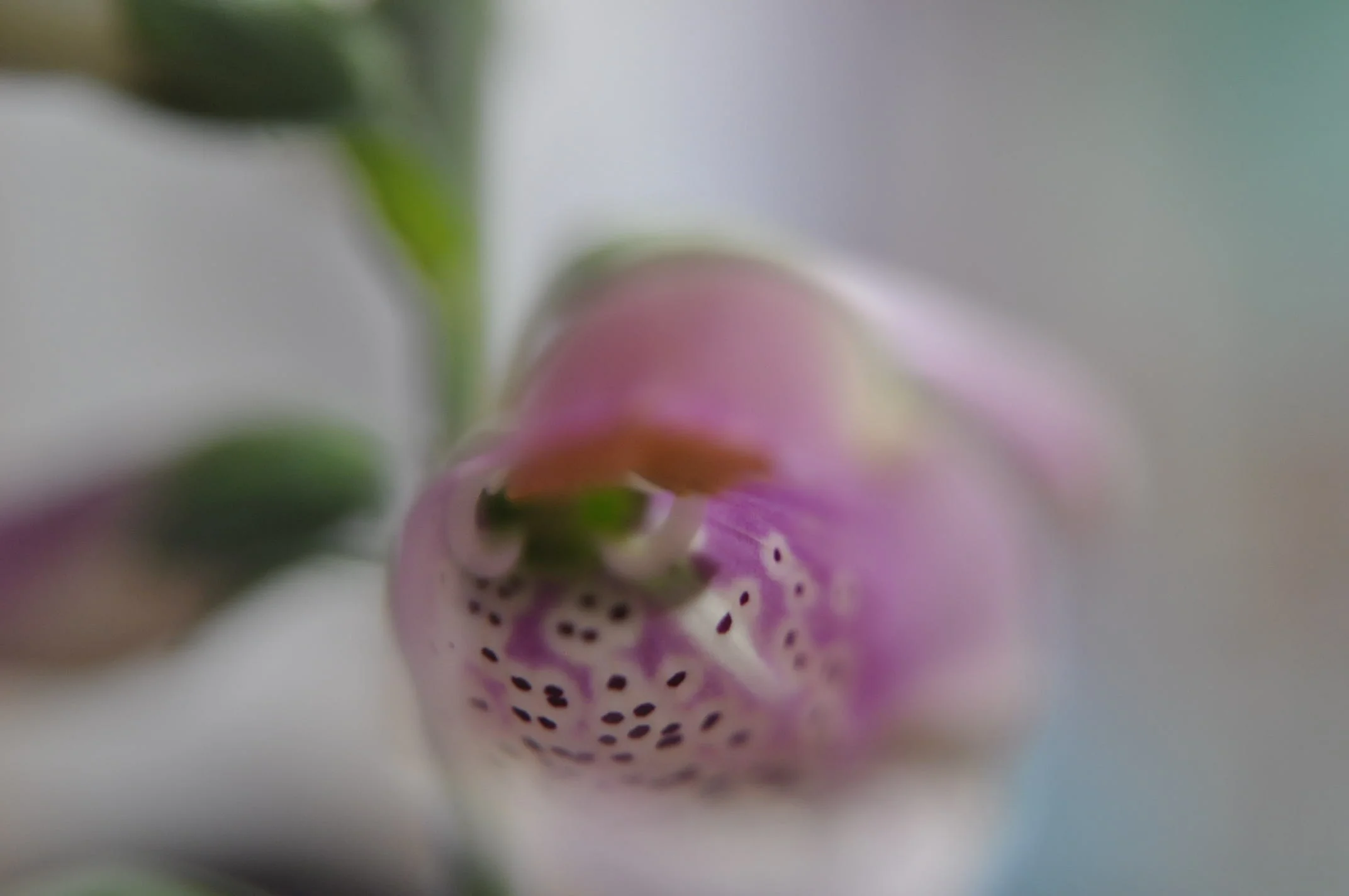 From the series: Abstract from Nature