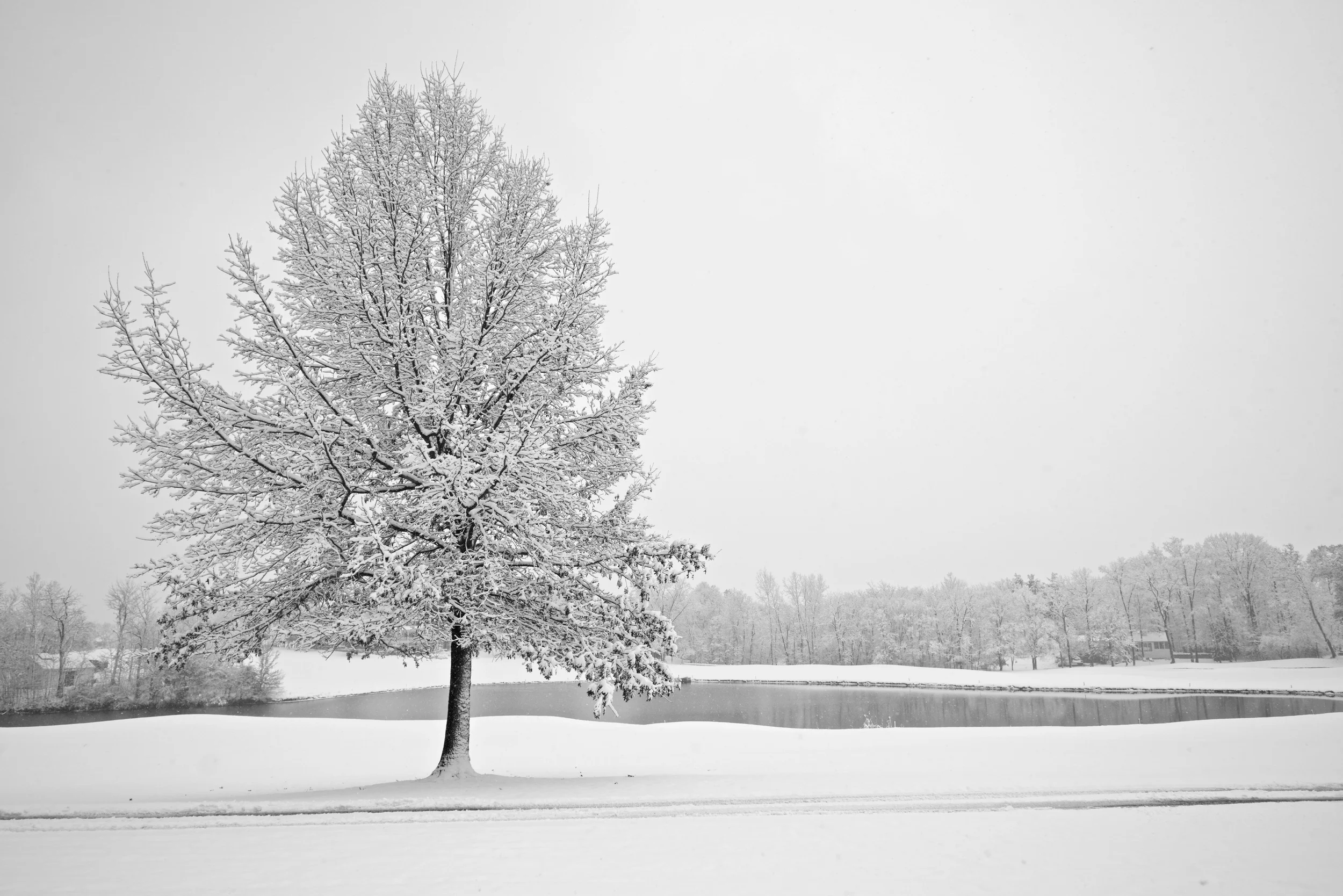 snow-tree.jpg