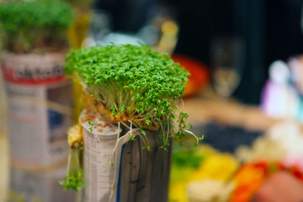 Nice presentation of sprouts by Reny. (If you have time, you could roll up an old newspaper or phone book like this, soak it and plant seeds along the top, letting the sprouts anchor into the paper roll.)