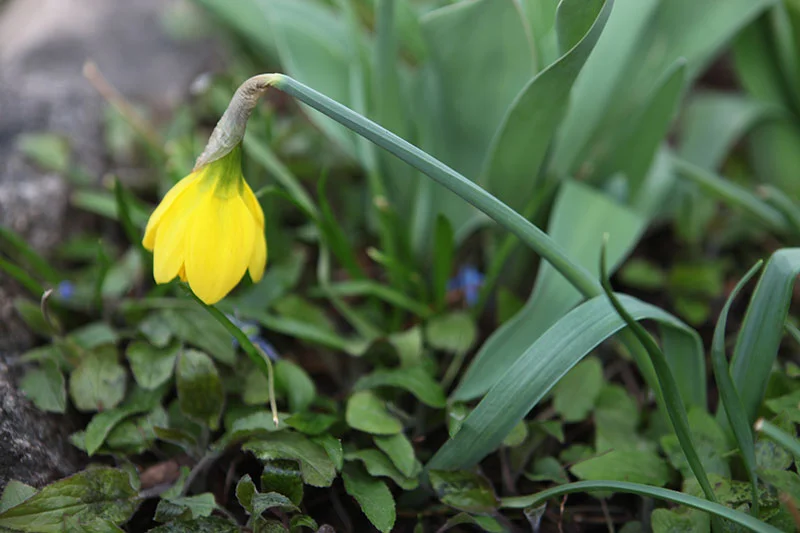 daffodil.jpg