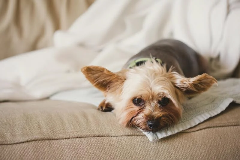 lanabettydogUPPERCASEcouch.jpg