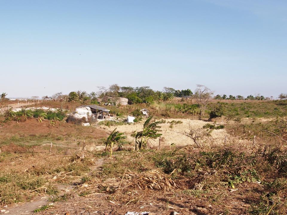 What was once fertile land with abundant crops of rice, plantain and yucca (over 50 tons grown per year) is now razed by bulldozers.