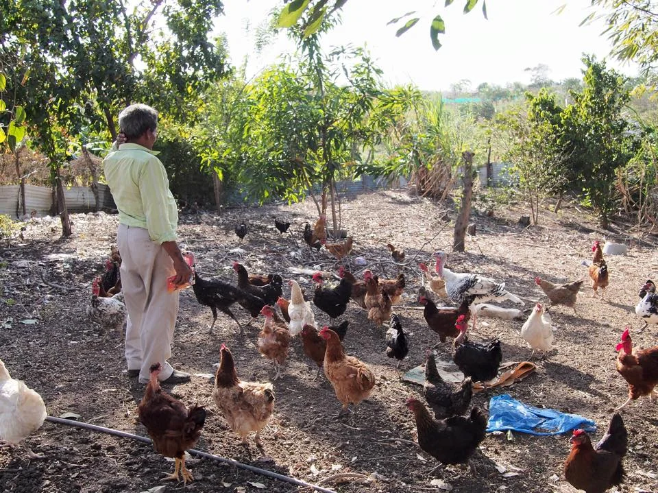 Where he once could farm enough to feed his family and sell the extra, this "campesino" has a small strip of temporary land suitable only for his chickens.