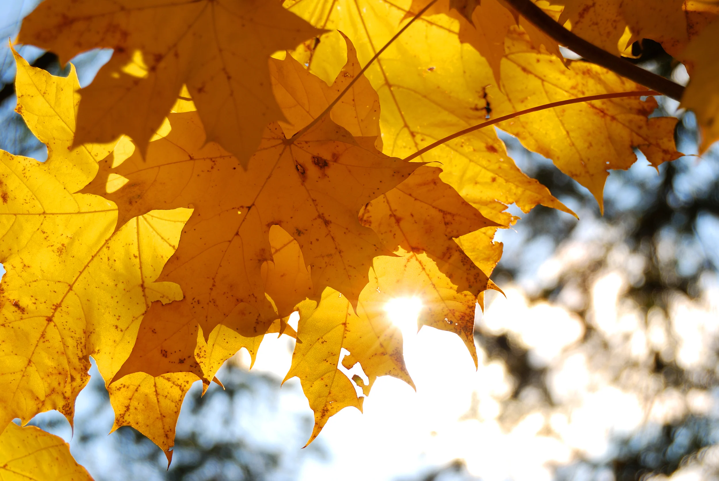 11/14: Presbyterian Women Fall Gathering