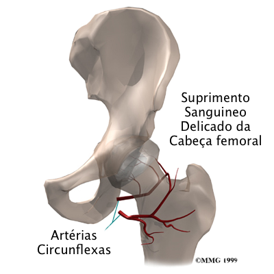 suprimento sanguineo cabeça femoral.png