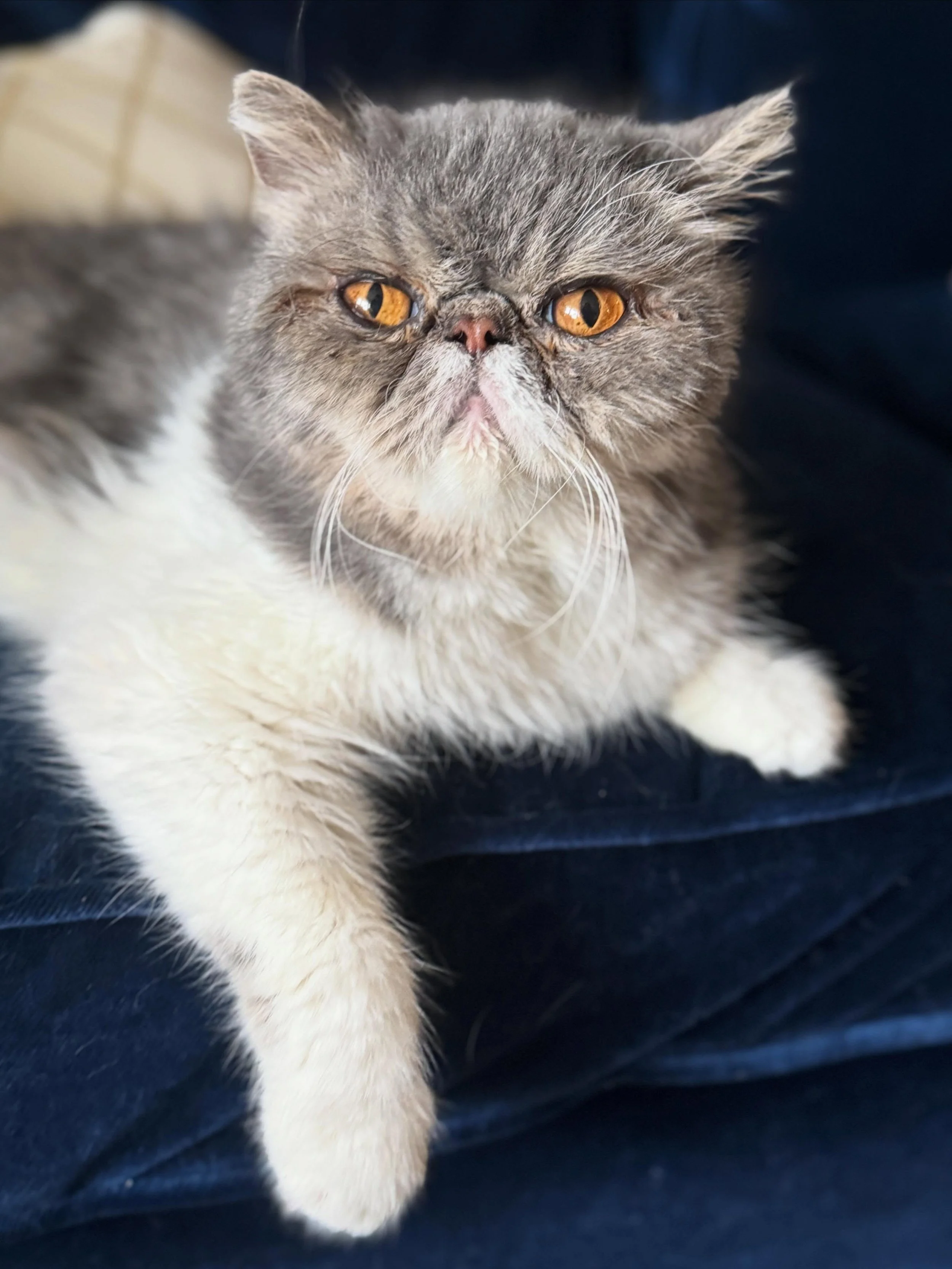 Dear Sweet Buddy,

You were the kindest and sweetest cat I&rsquo;ve ever known. With your sweet little smush face you stole my heart and I wish I could have done more for you and to ease your pain&hellip;. even though I&rsquo;m so allergic to ya. My 