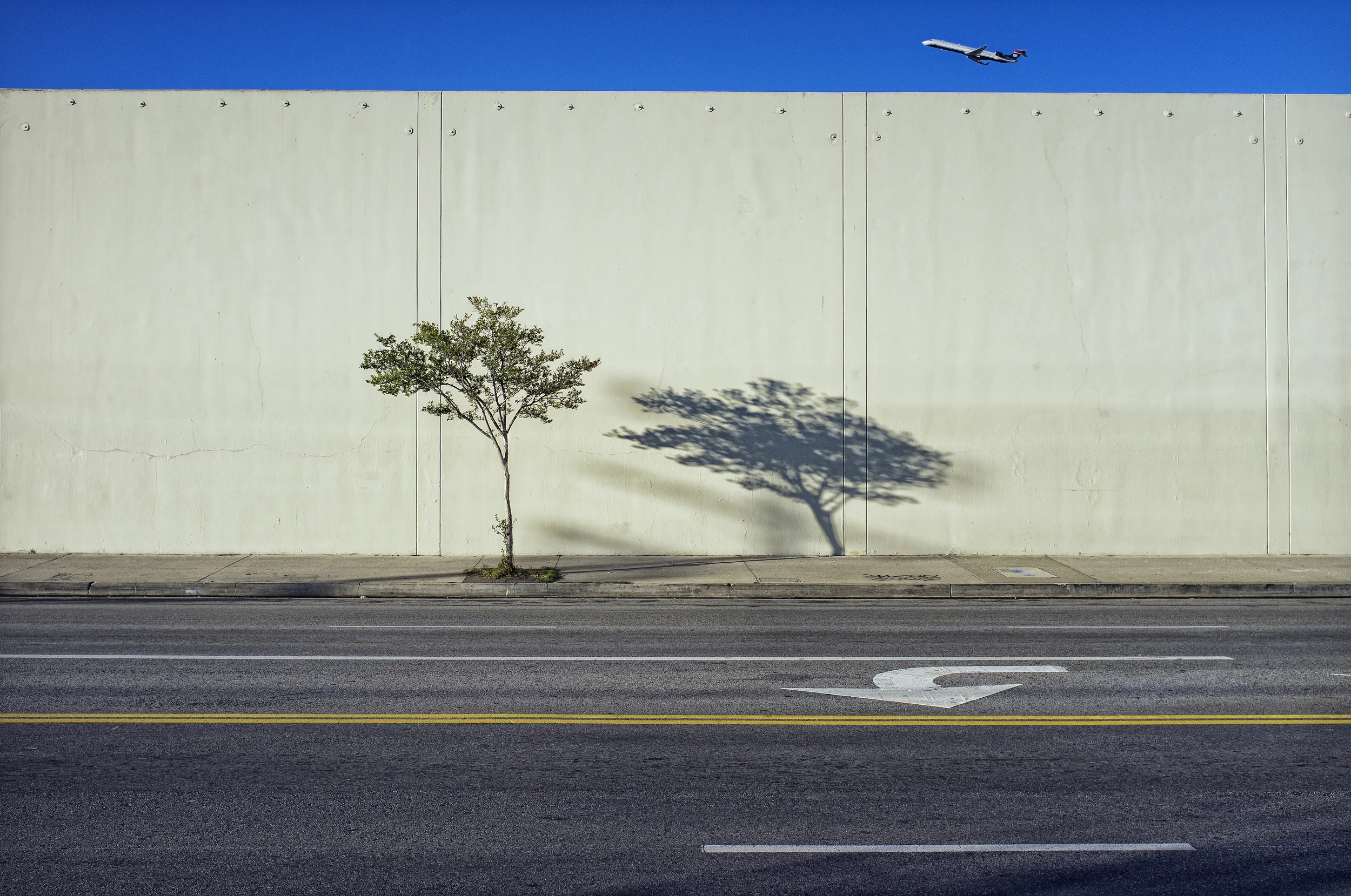 Tree, Shadow, and Plane, 2011