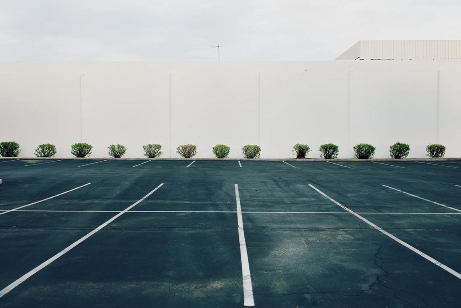 Bushes