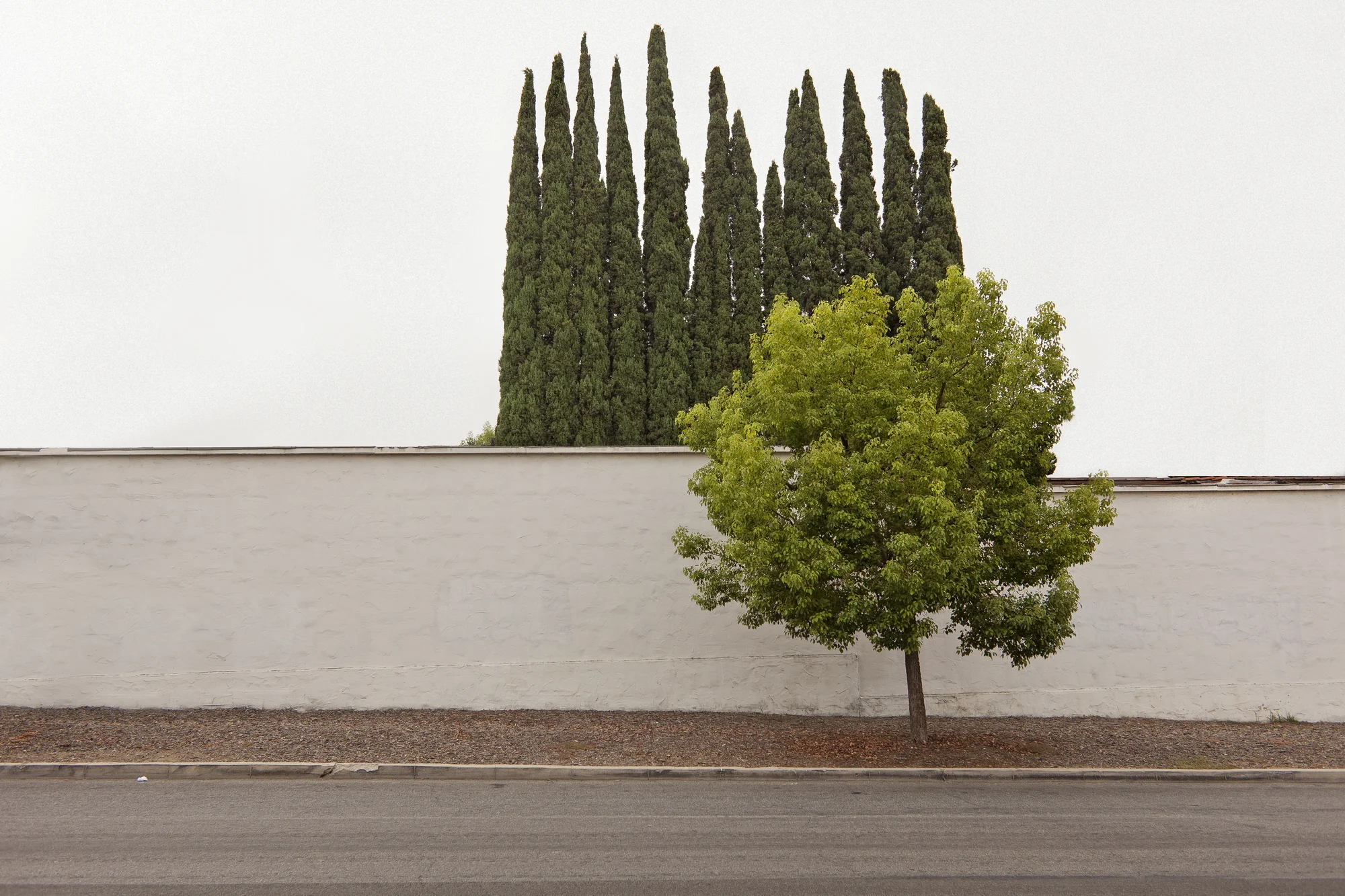 Two Trees