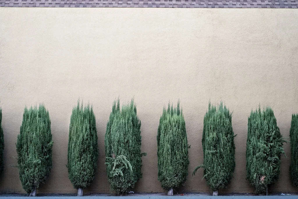 A close-up version of the bushes, which I just find very interesting. 