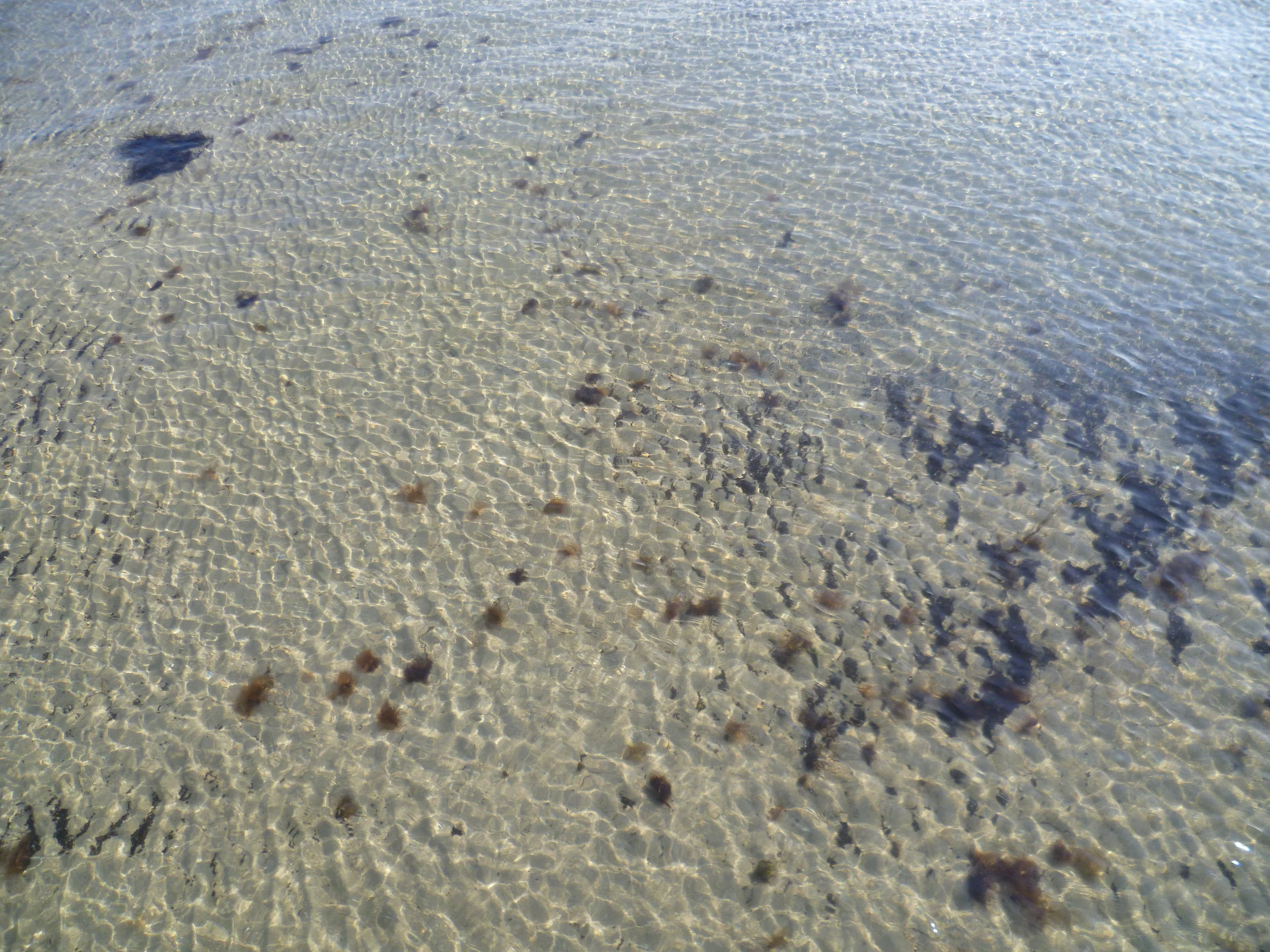 A compound found in seaweed could provide sun protection without harming marine ecosystems