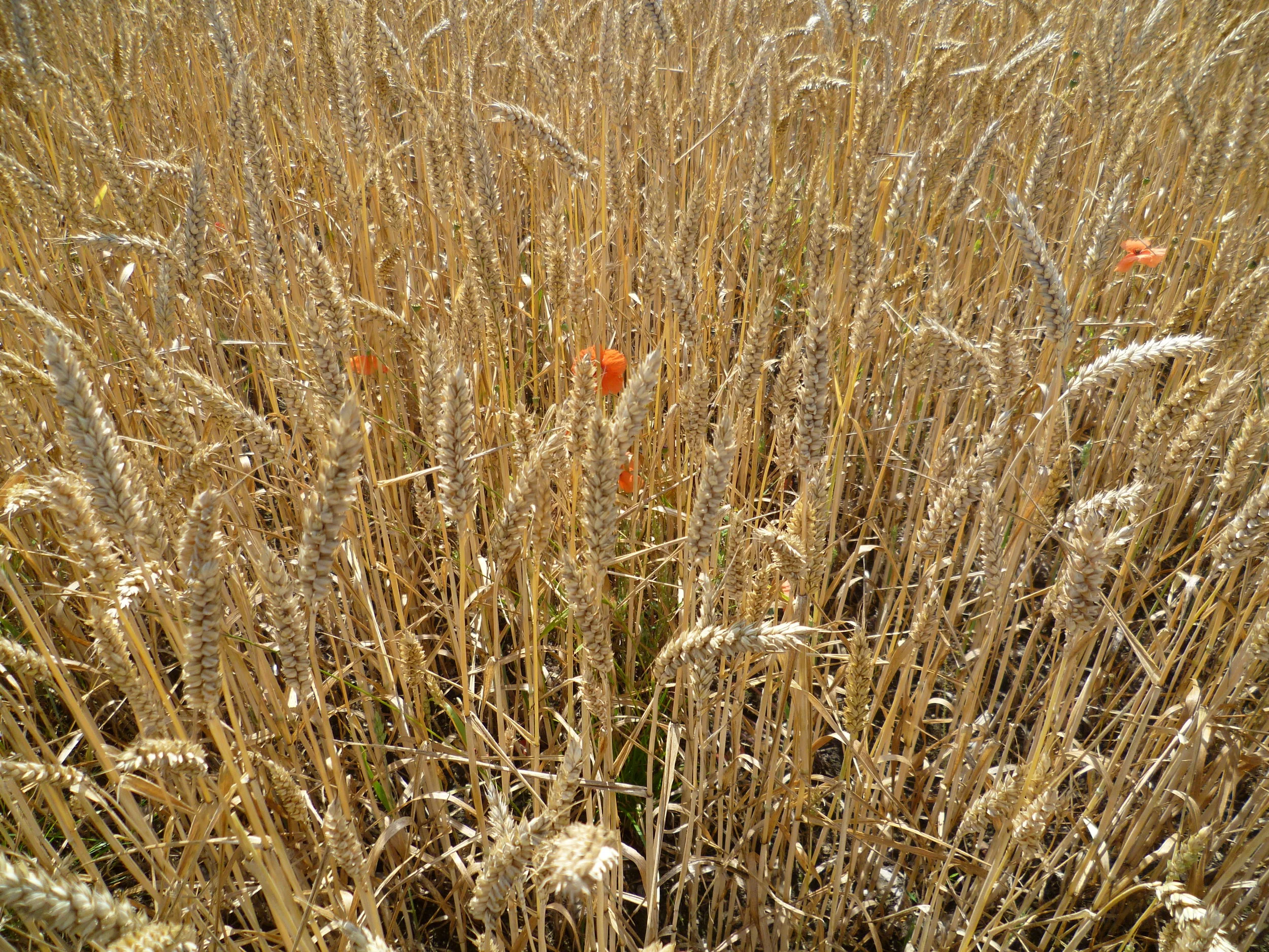 Inflammatory bowel disease can increase the risk of a heart attack 