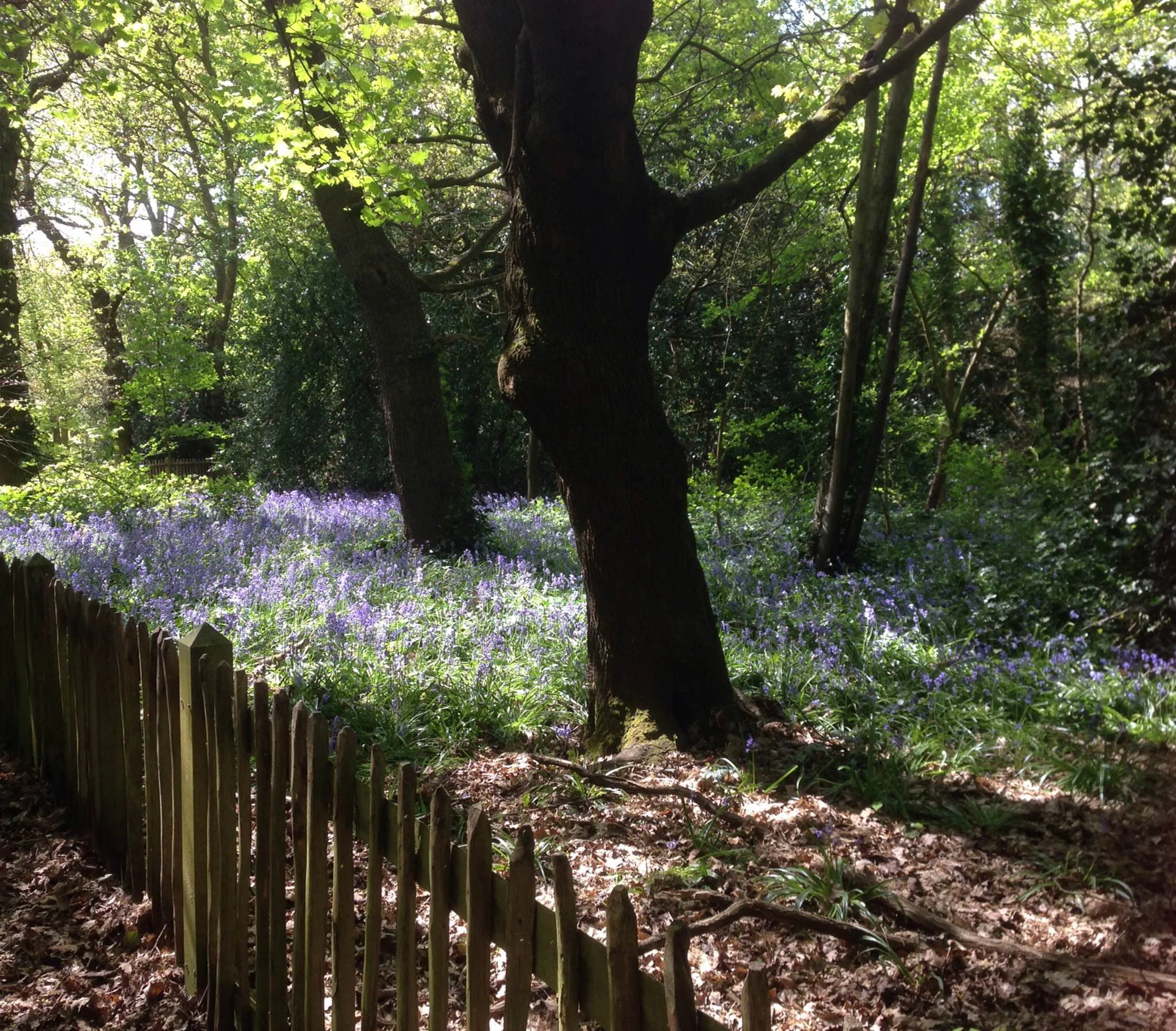 Growing up close to green space improves mental health 