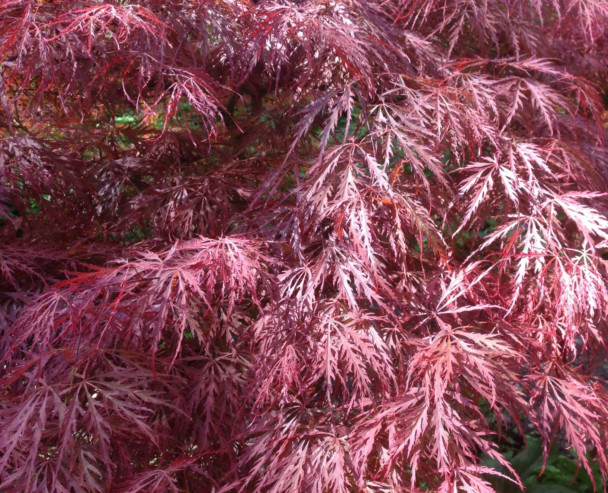 Menopause and chronic pain 