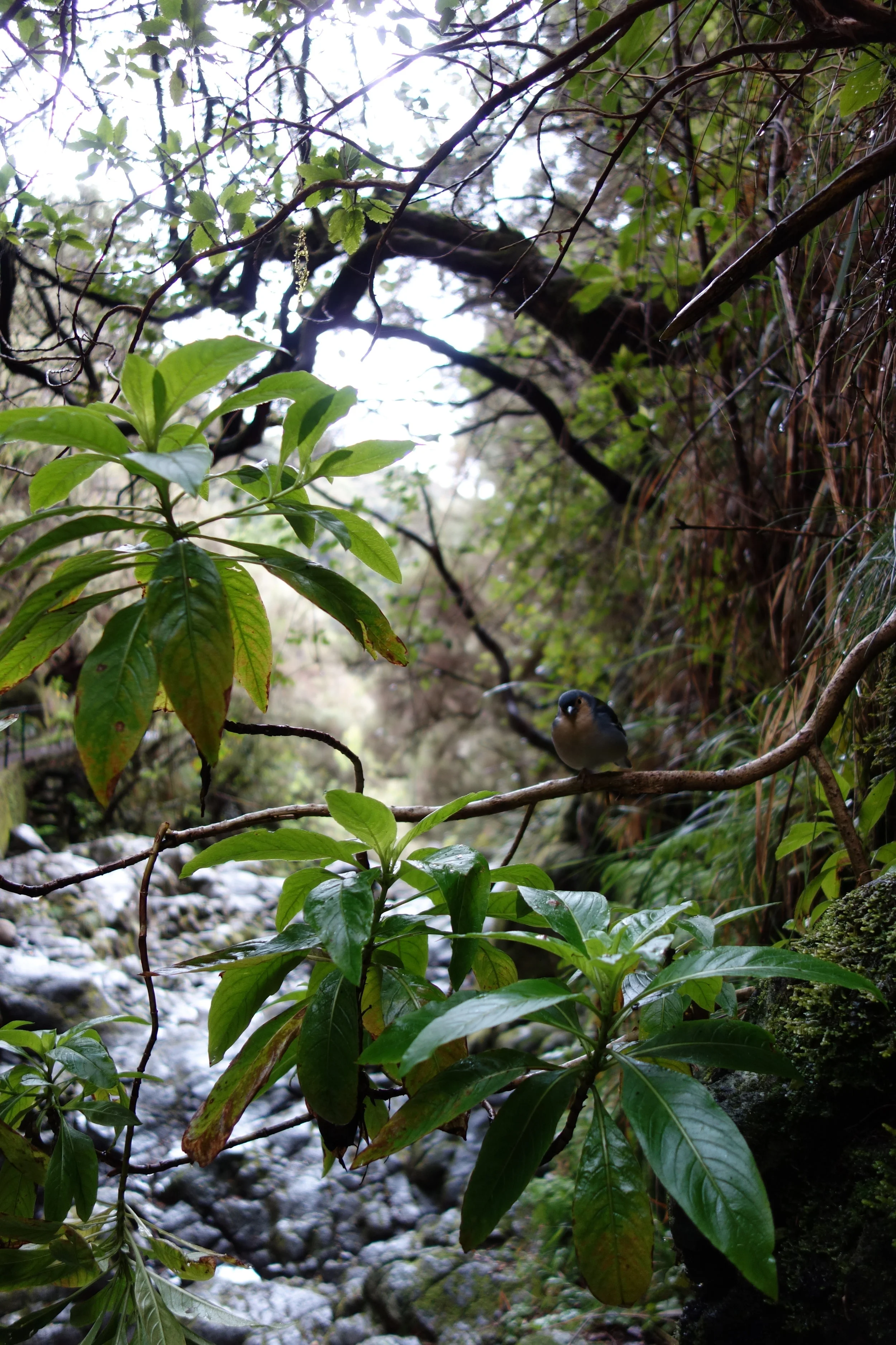 Biodiverse natural environments rich in ‘good’ bacteria 