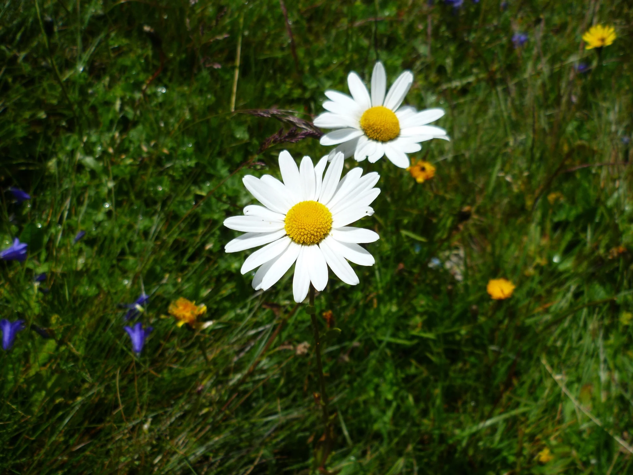 Greenspace and mental wellbeing