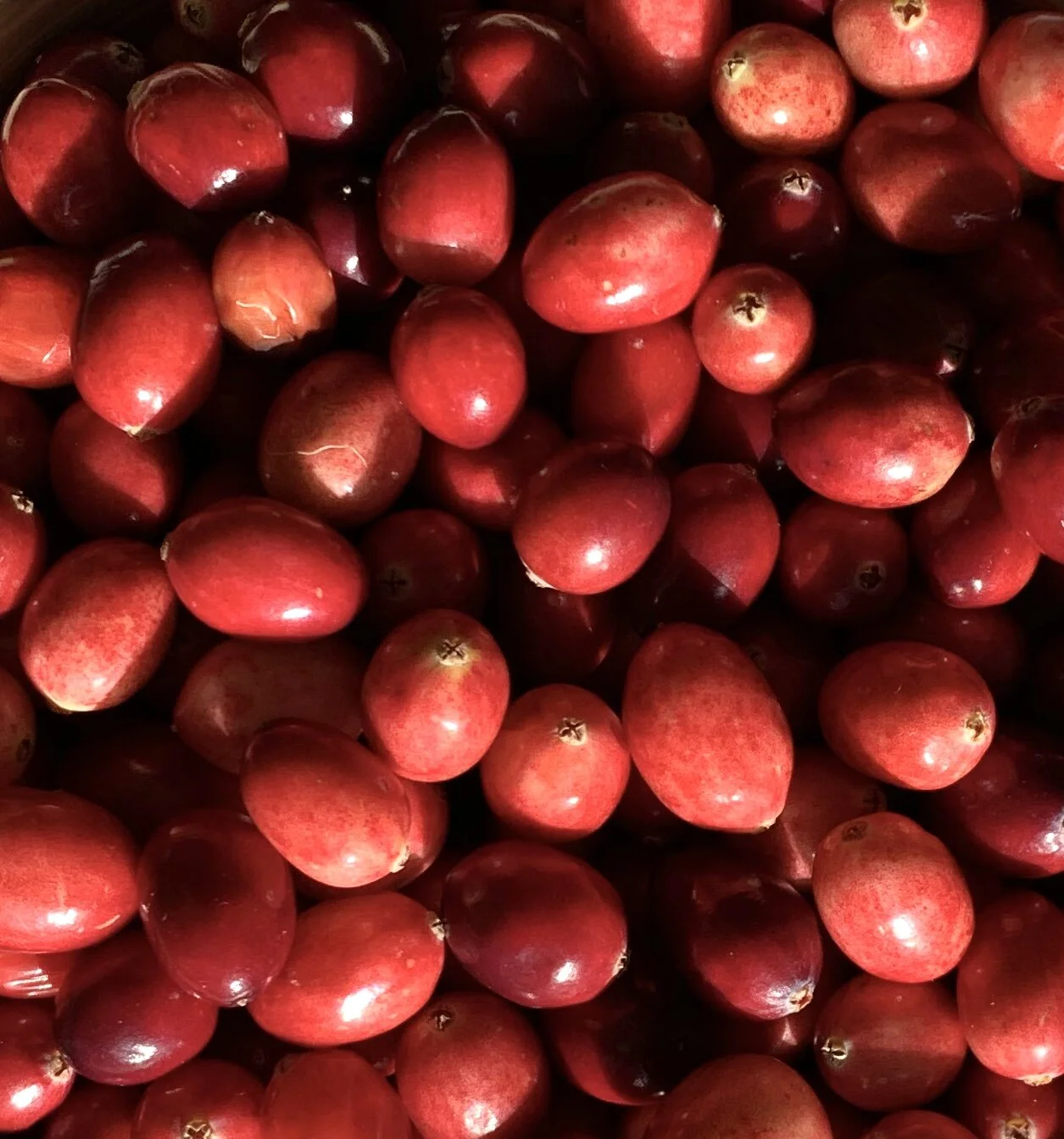 Vegetarian diets may reduce the risk of urinary tract infections