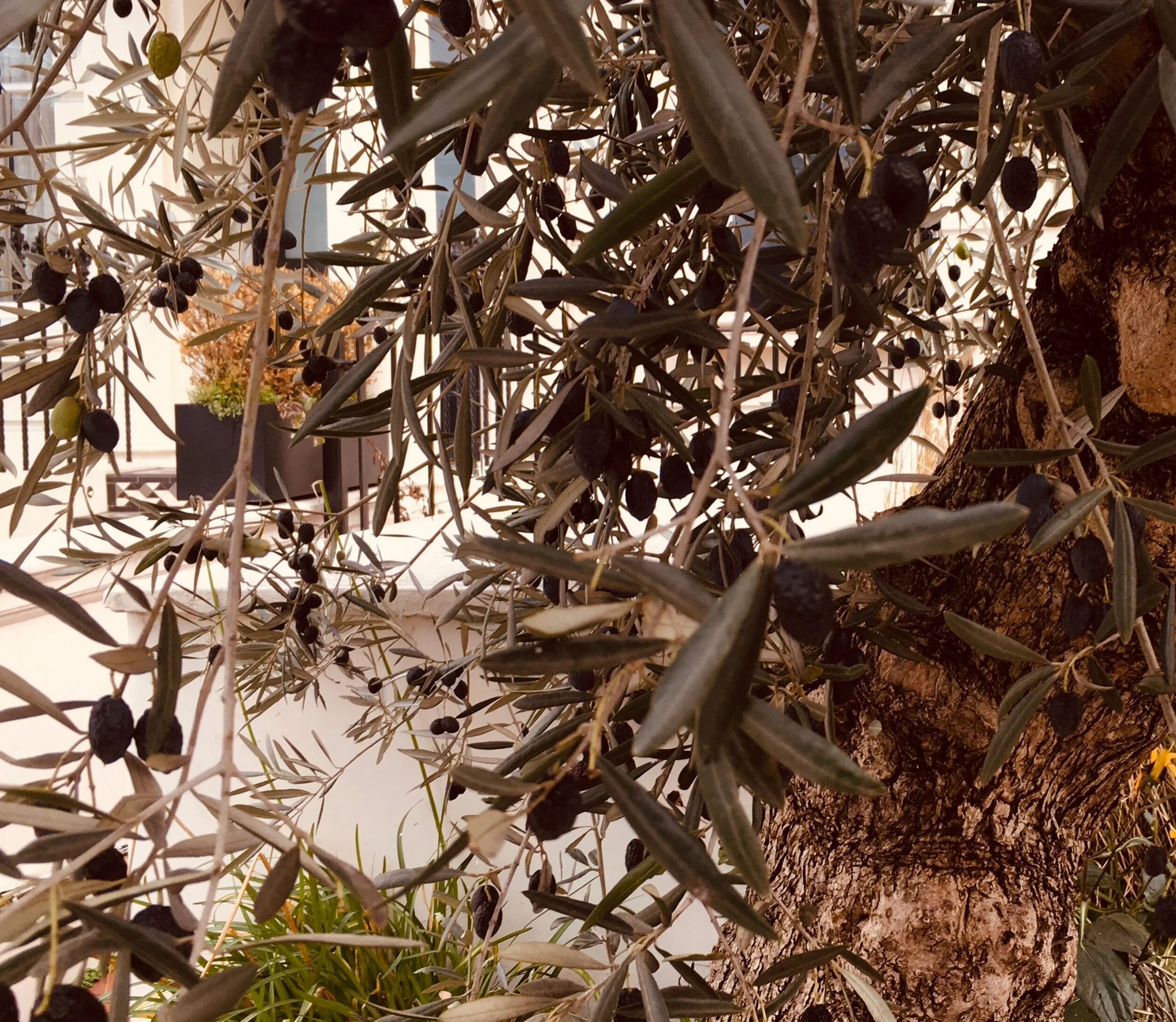 Chronic inflammation linked to accelerated ageing and disease