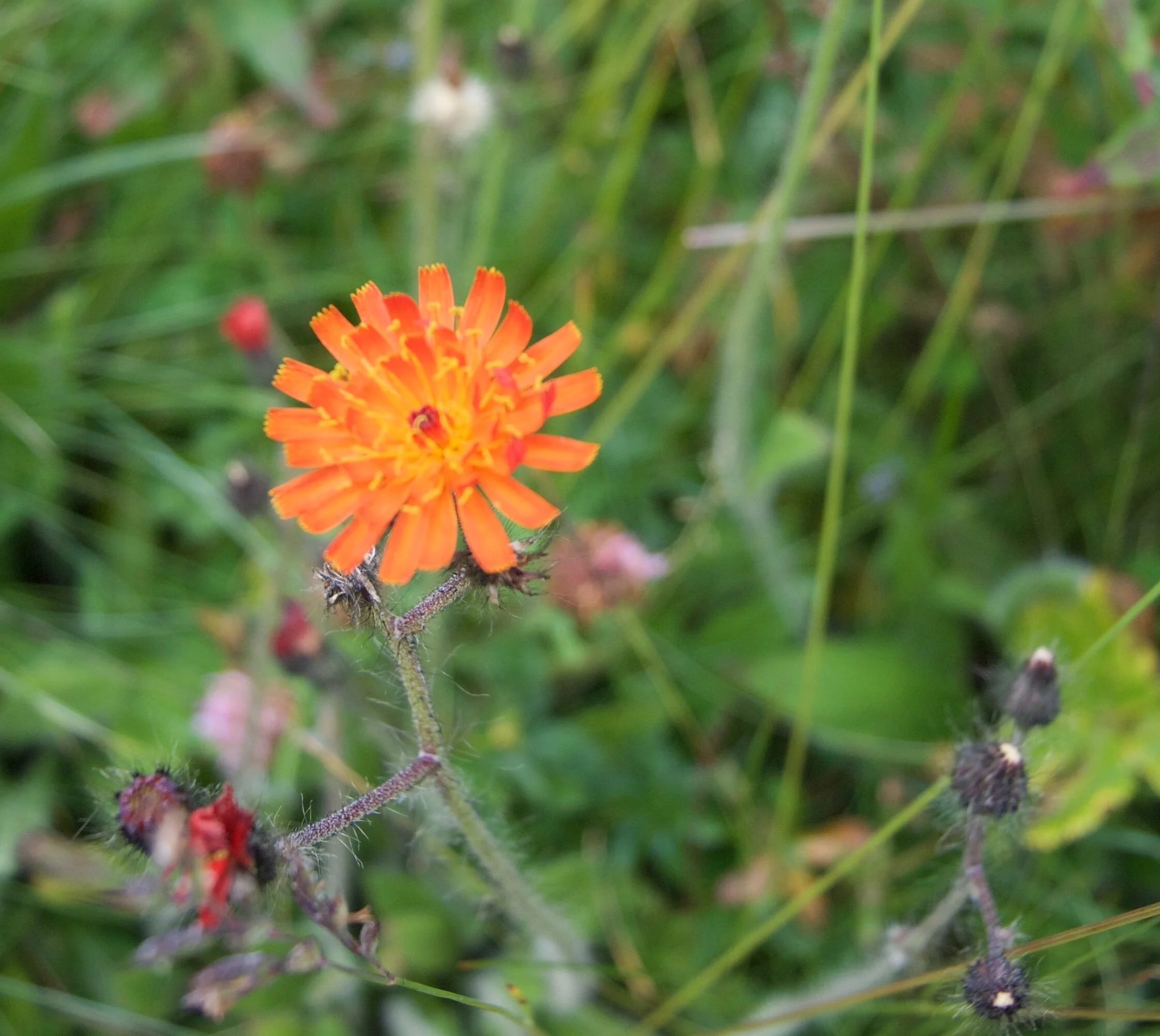 Plants also use microbiome diversity for health