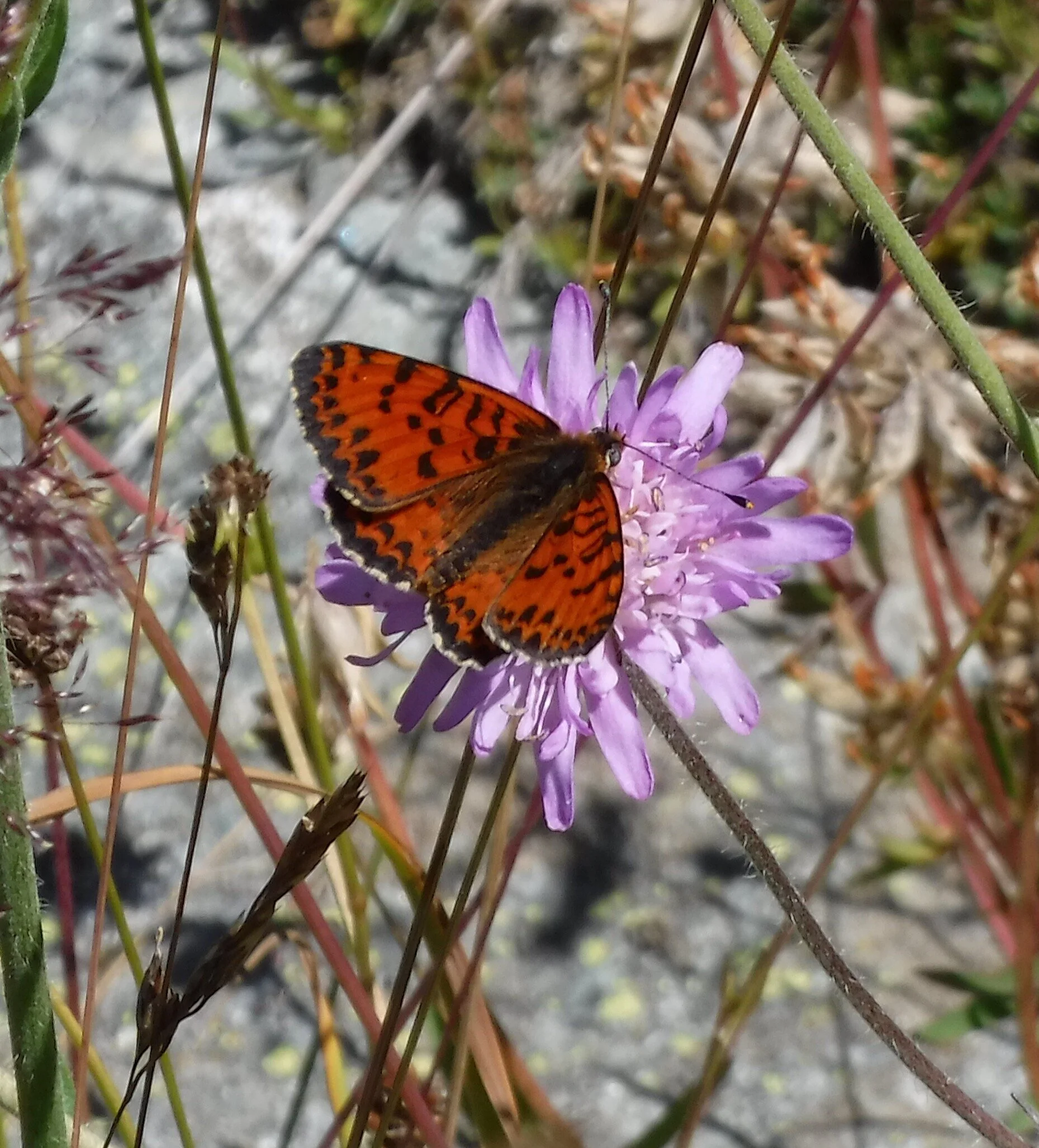 Spending time in the garden associated with better health and wellbeing